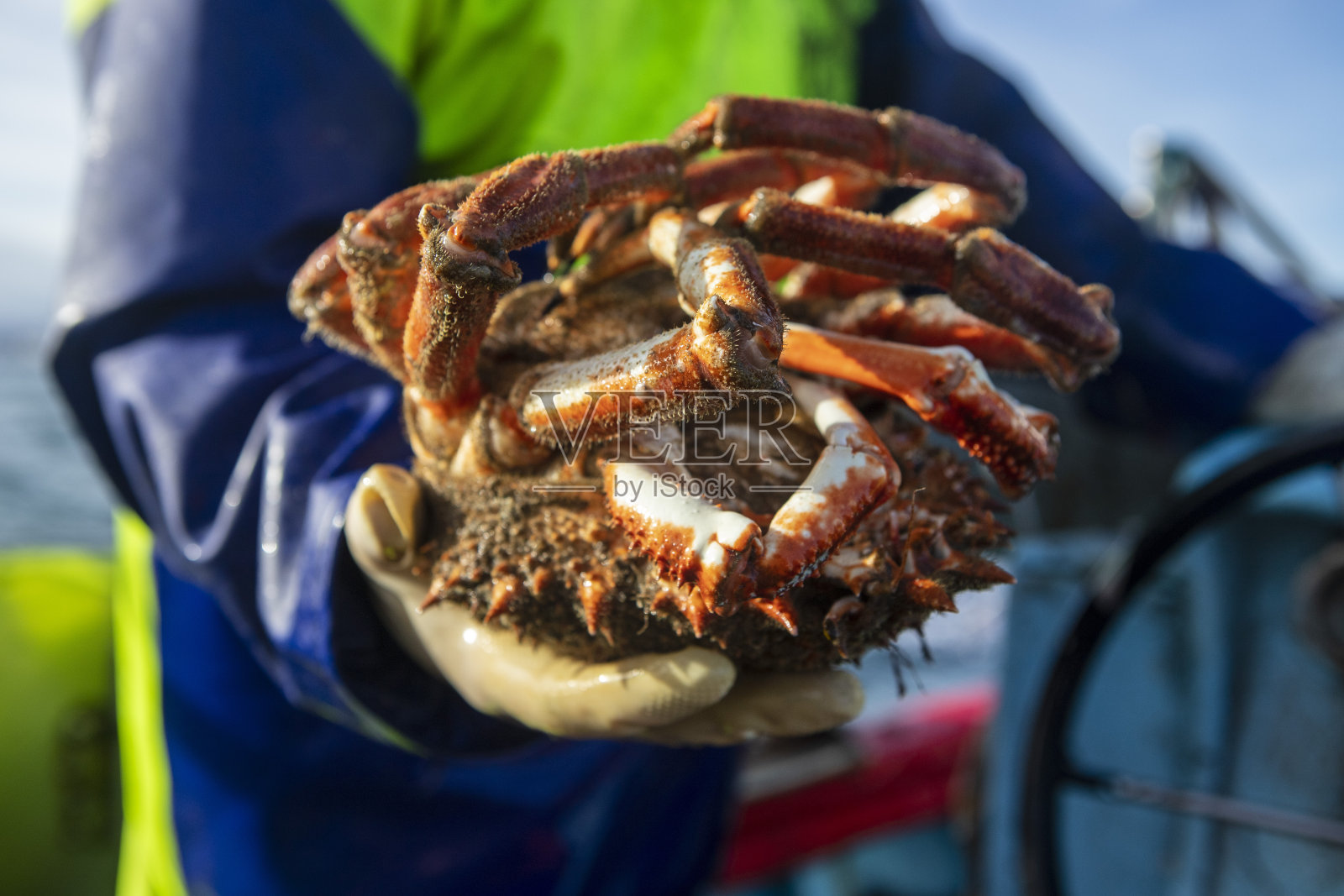 在加利西亚海的A湾捕获的蜘蛛蟹Coruña照片摄影图片