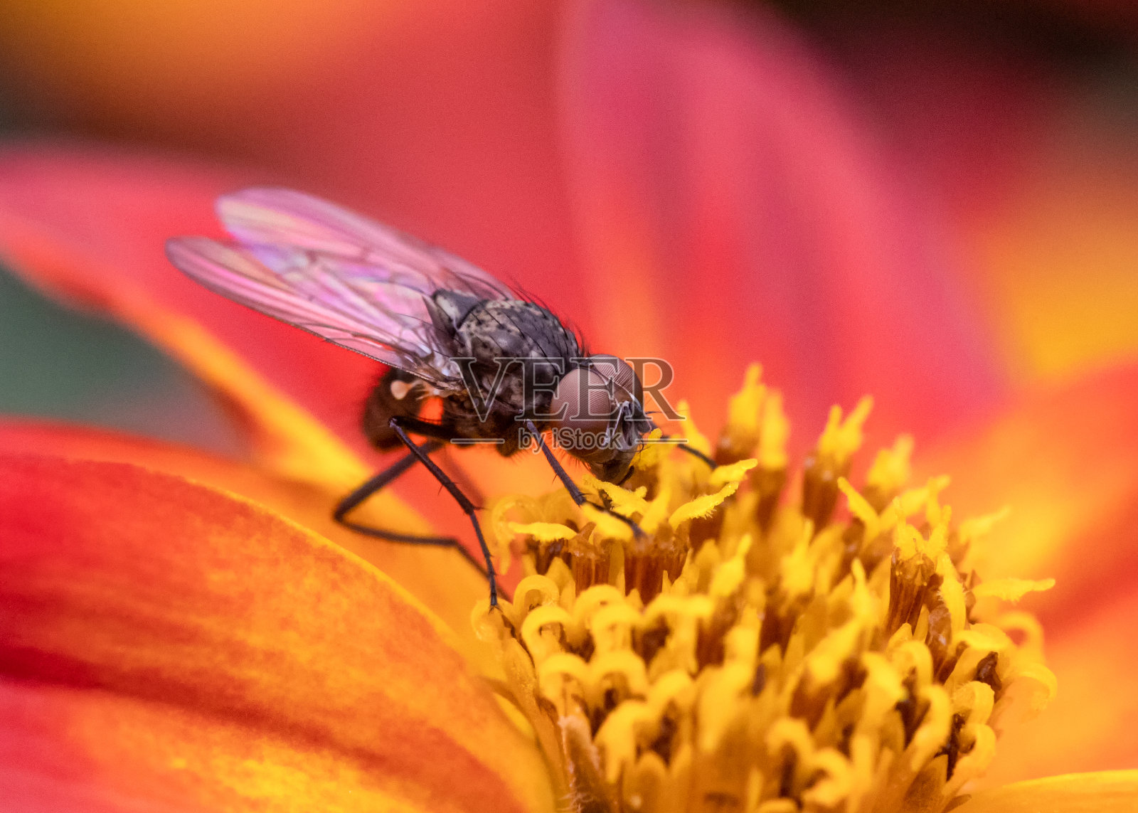 幼小的家蝇正在吸食鲜亮的橙色鬼藤花蜜照片摄影图片