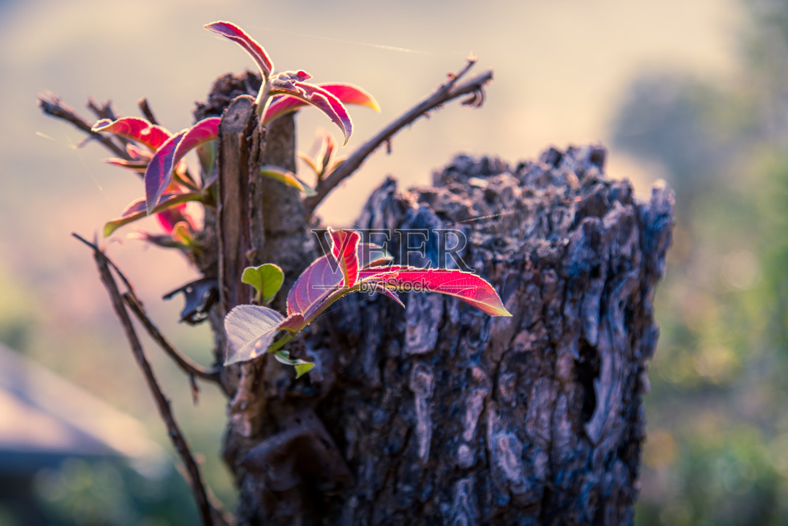 干枯的老树干上长出了新叶。长新芽或幼苗的树桩照片摄影图片