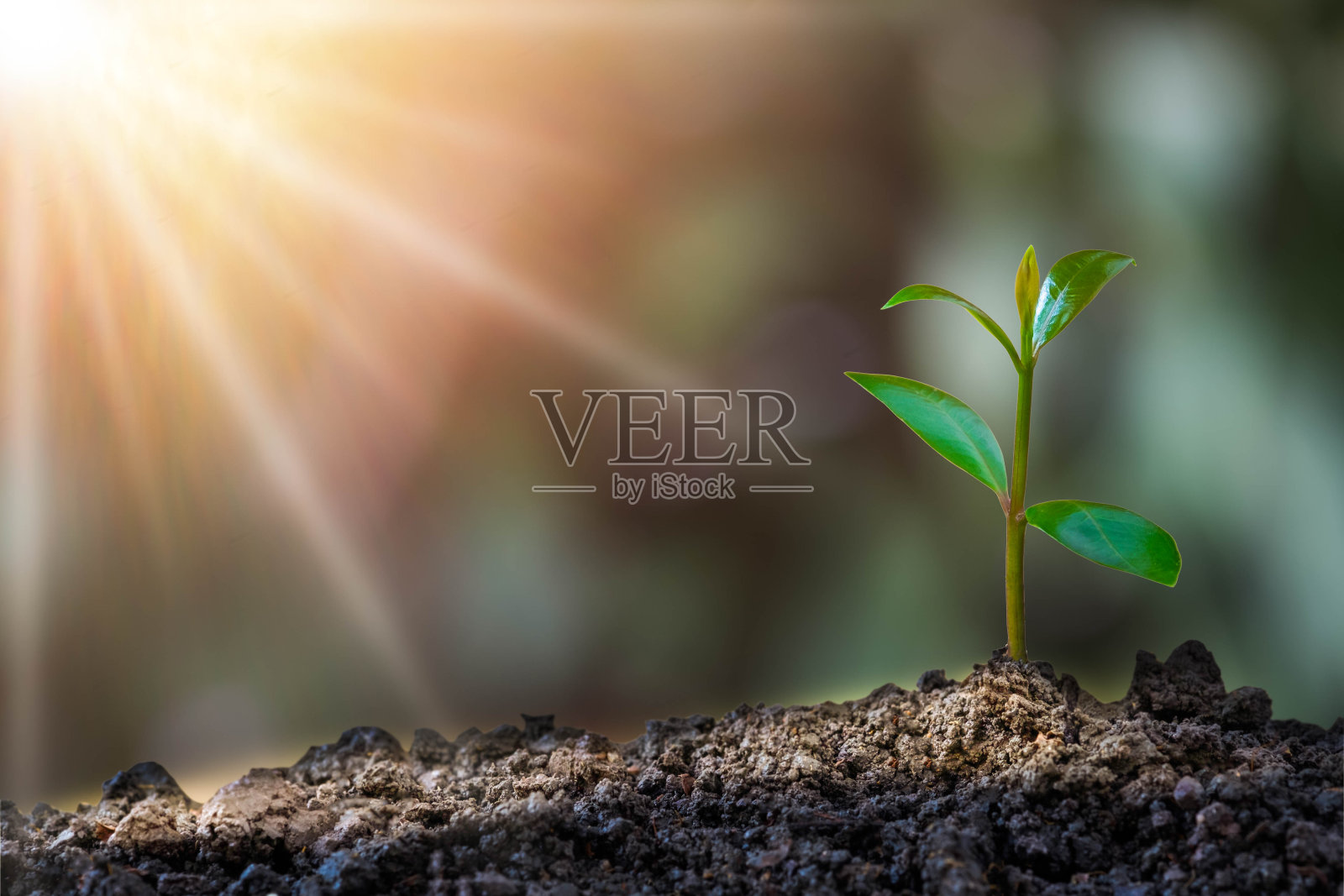 农业和幼苗生长序列与早晨的阳光和绿色模糊的背景。发芽的幼苗从种子中长出阶梯芽。自然生态与生长概念与复制空间。照片摄影图片