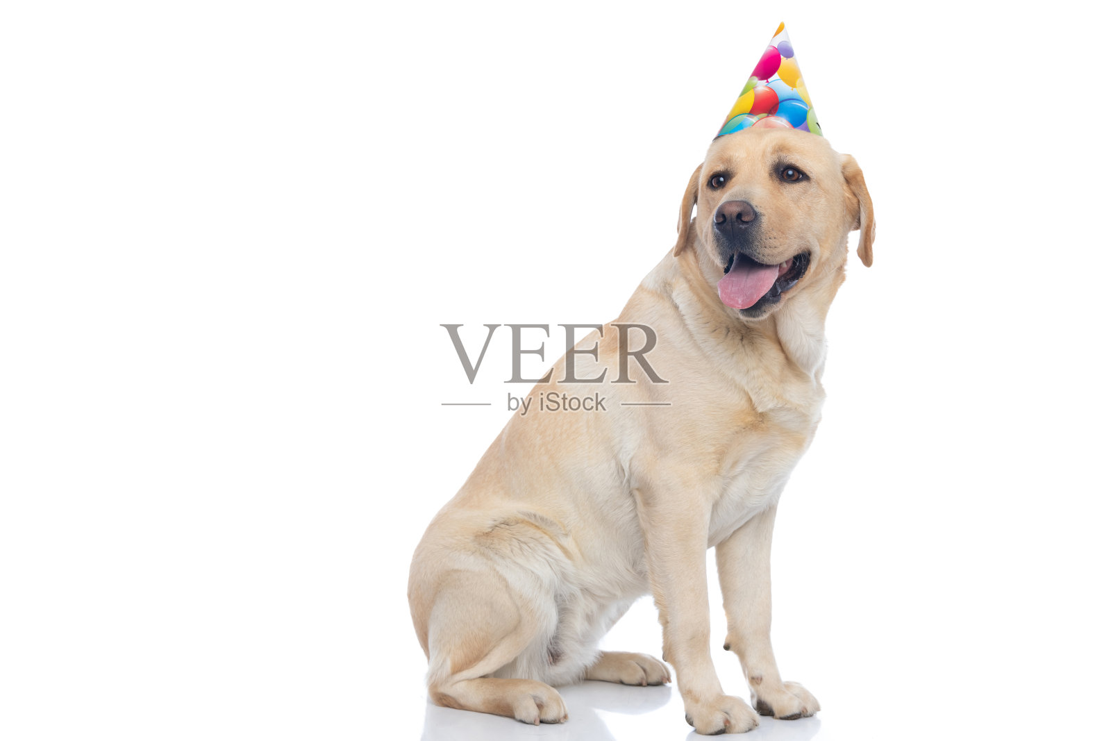 拉布拉多寻回犬坐在一边看着另一边照片摄影图片