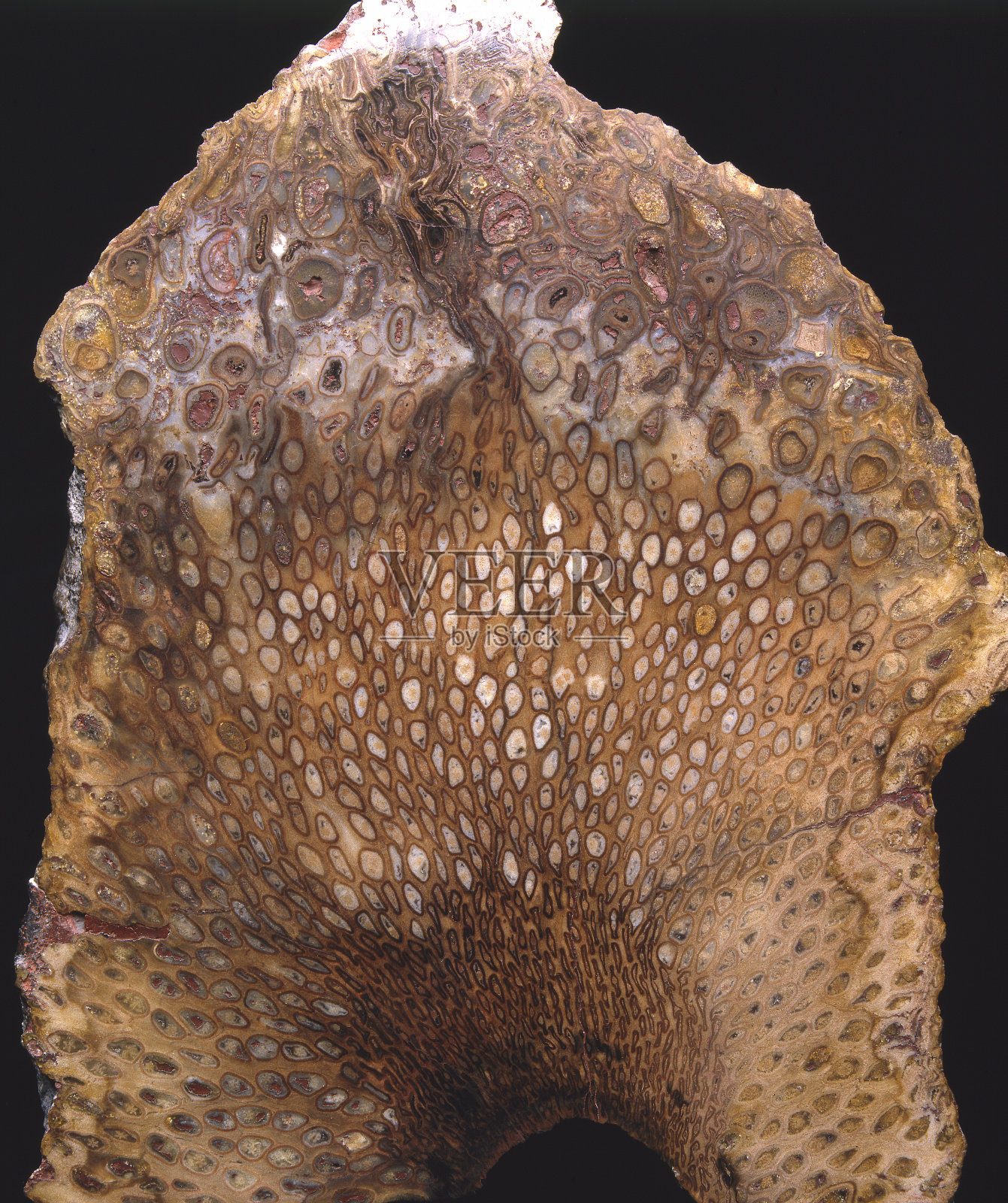 蕨类植物化石照片摄影图片