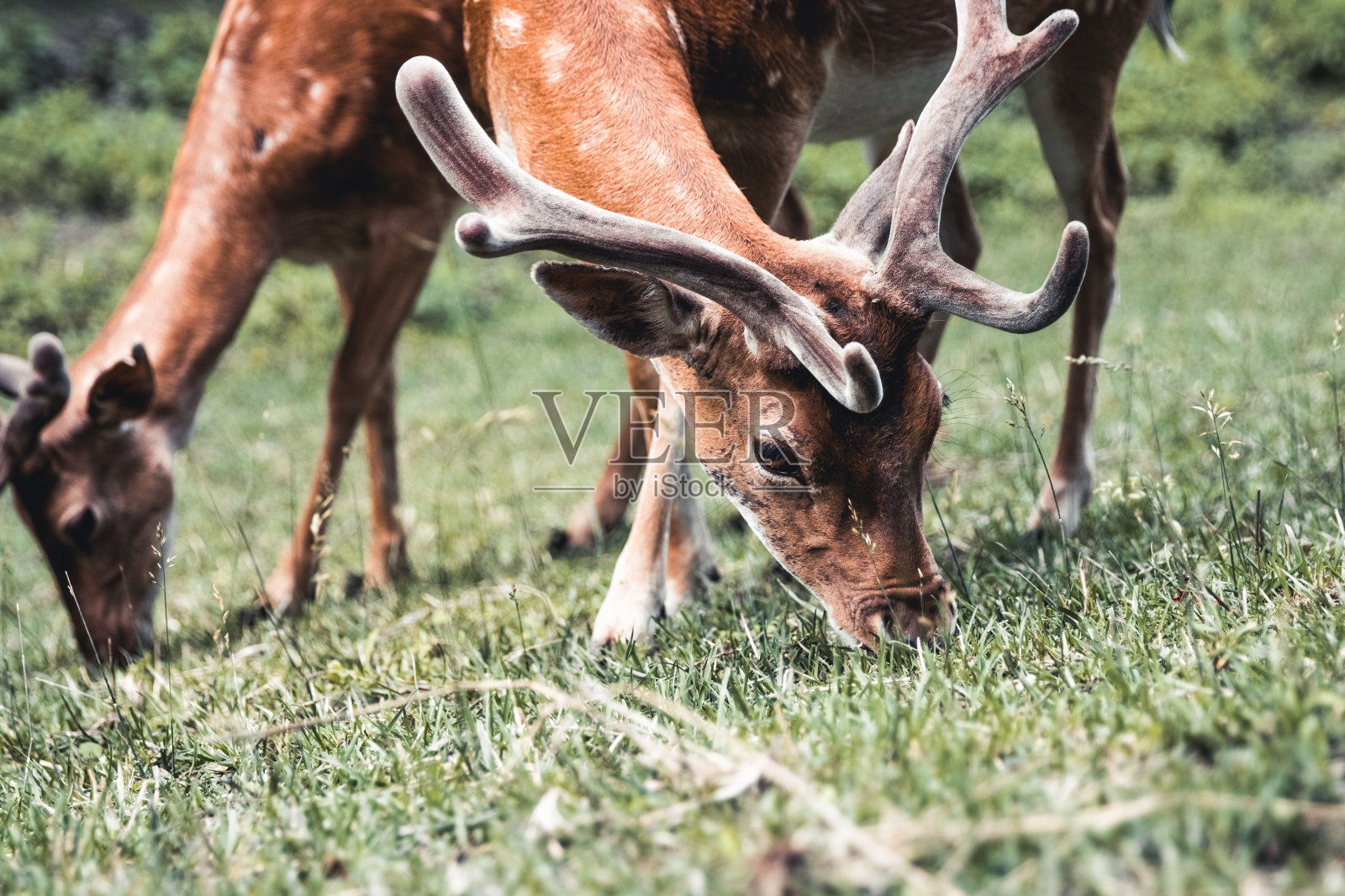 梅花鹿吃草照片摄影图片