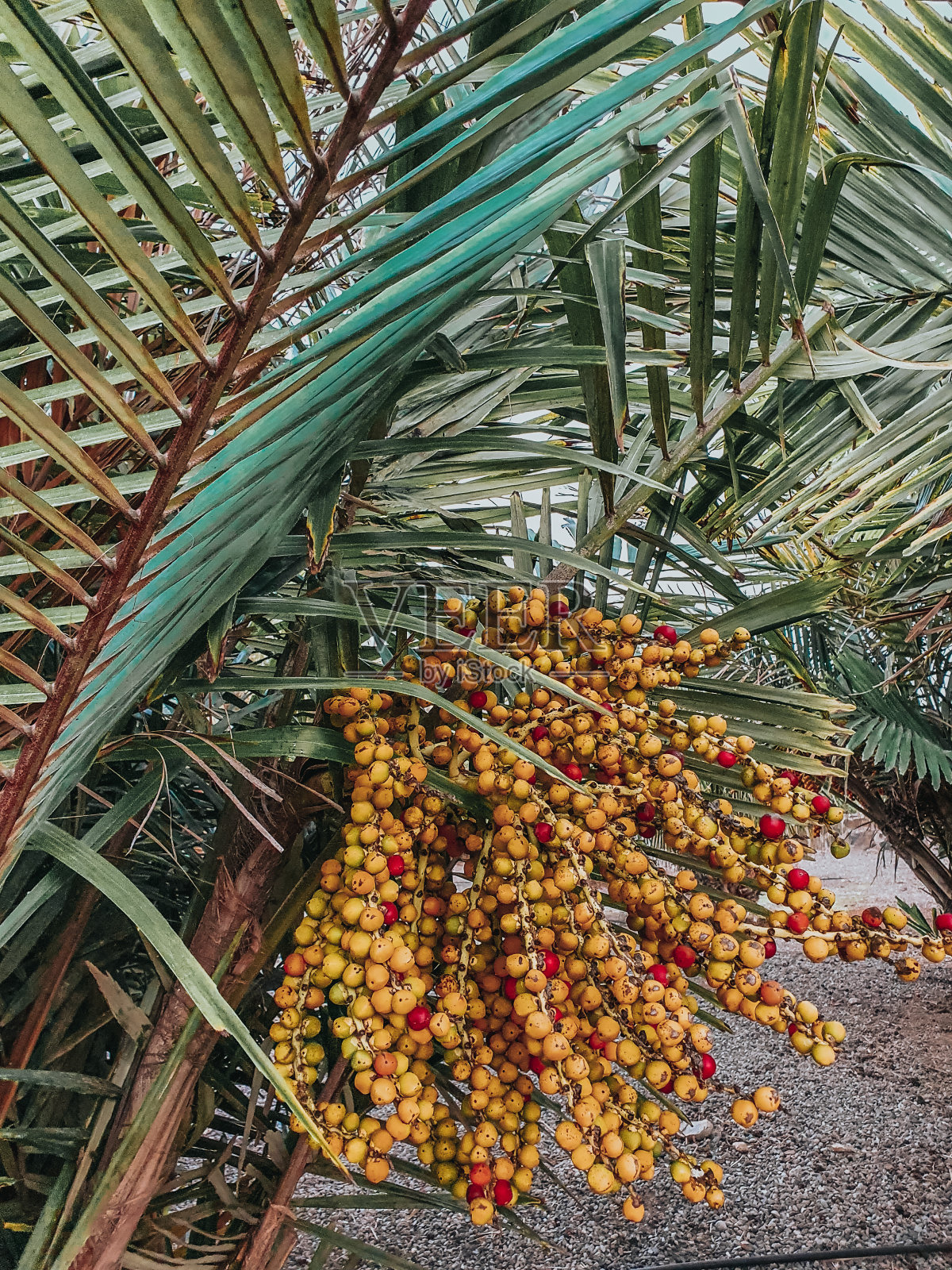 岛上有一棵棕榈树。棕榈树上的果实。黄红棕榈果照片摄影图片