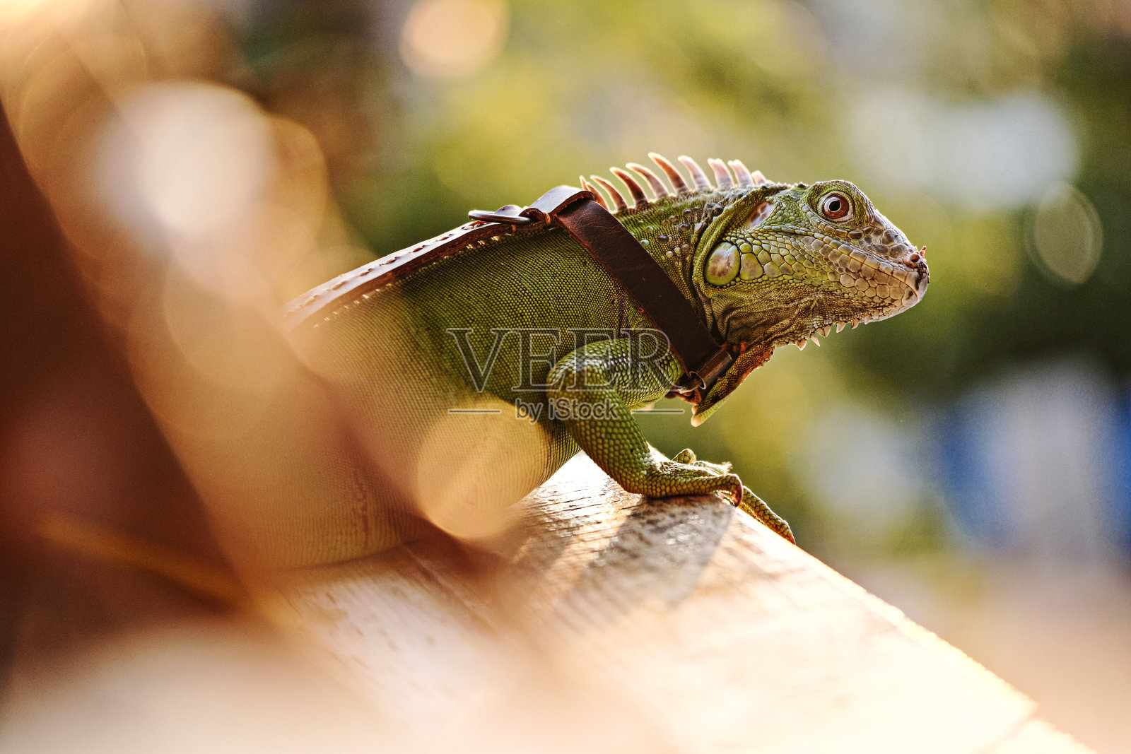 被皮带拴住的绿鬣蜥照片摄影图片