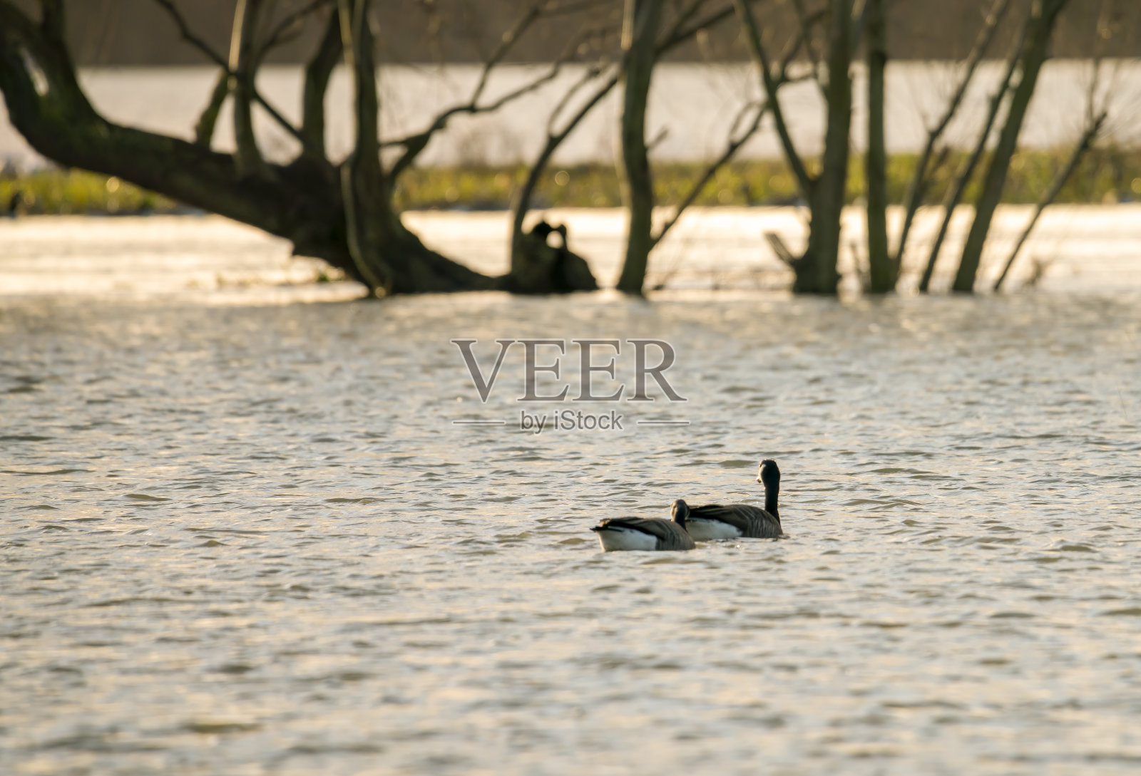 一对灰鹅照片摄影图片