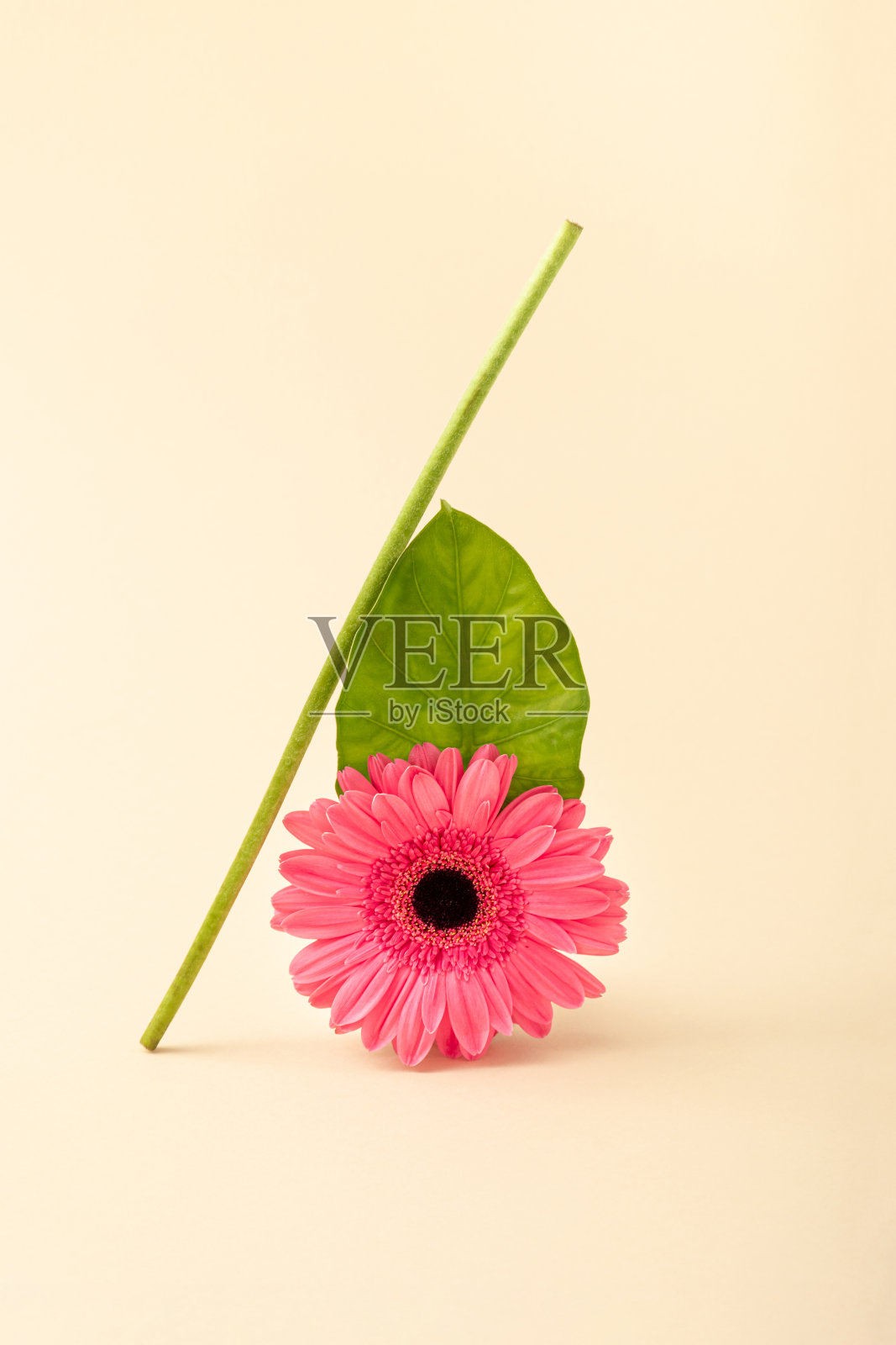 用粉红色的雏菊花、叶子和茎在米色背景下创作的作品。最小的自然概念。照片摄影图片