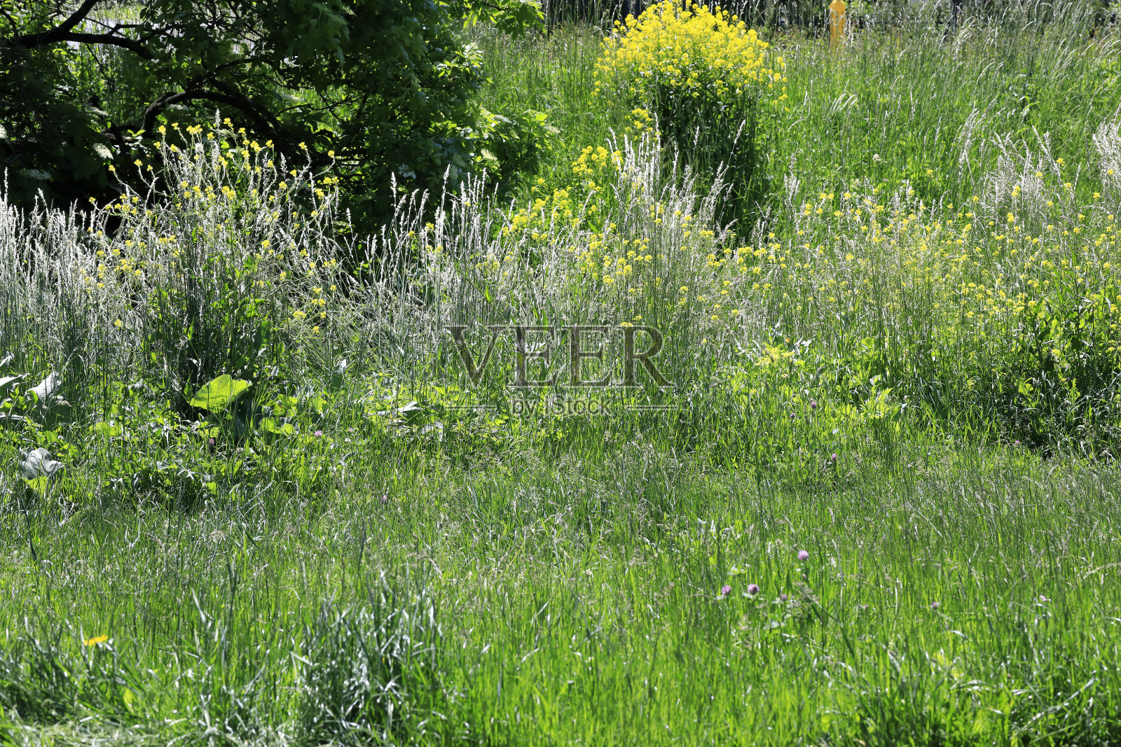 茂密的草和其他植物照片摄影图片