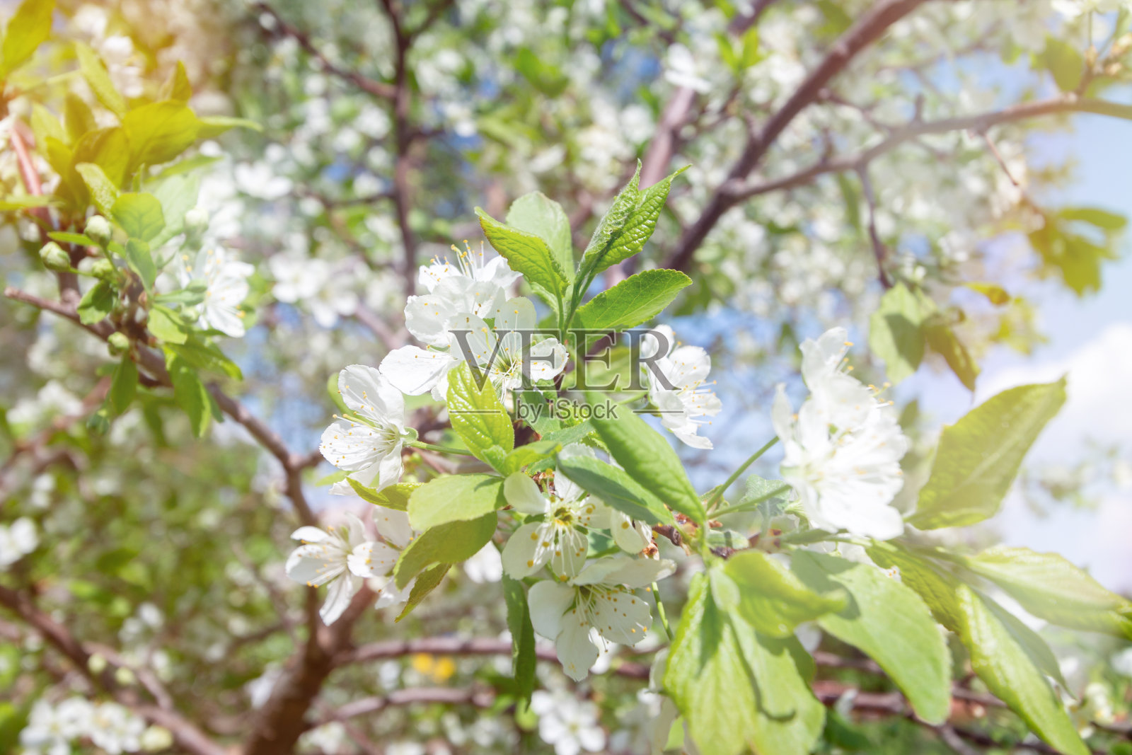 春天开花的树枝照片摄影图片