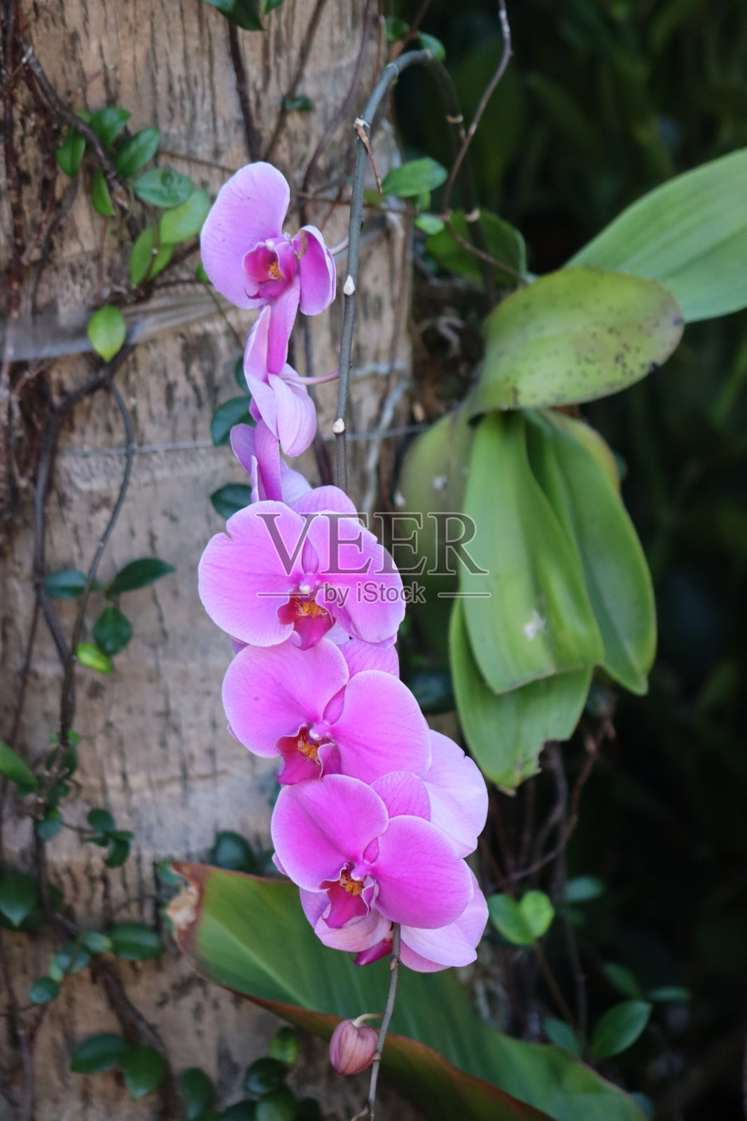 公园里兰花盛开照片摄影图片