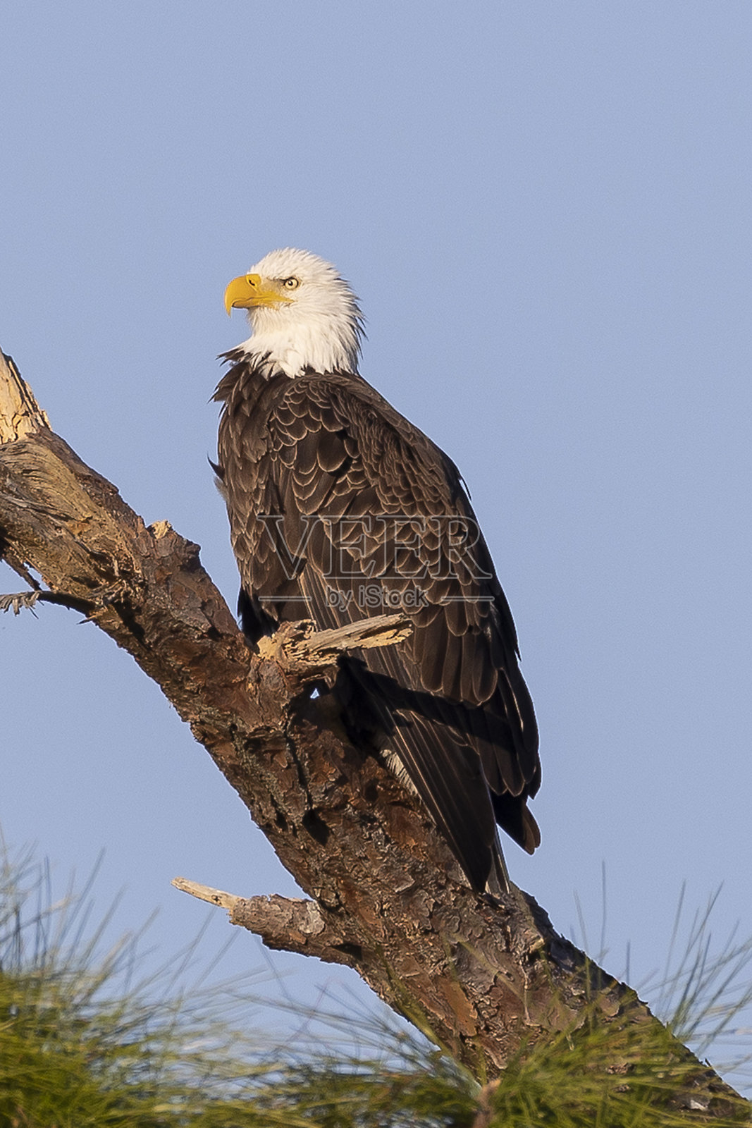 白头海雕照片摄影图片