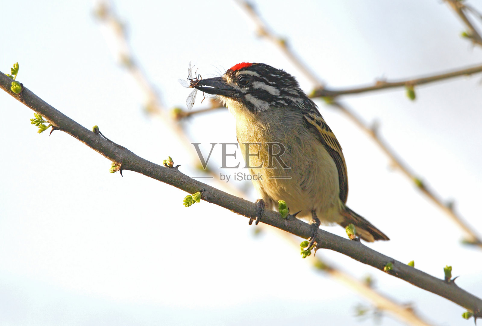 鸟栖息在树上的特写镜头照片摄影图片