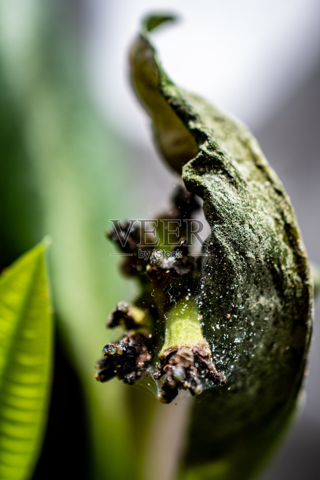 蚜虫照片摄影图片