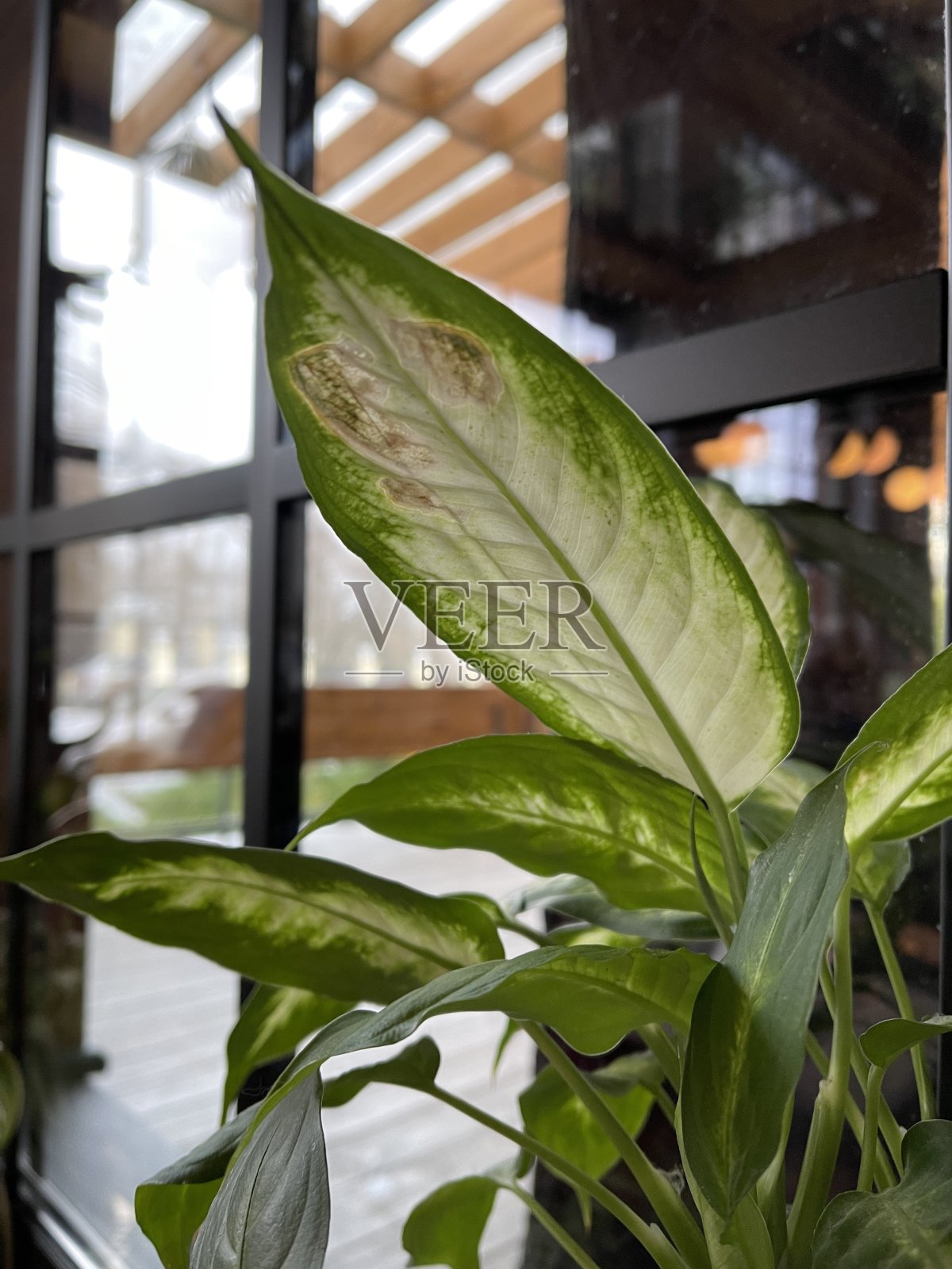 花园里的树叶特写照片摄影图片