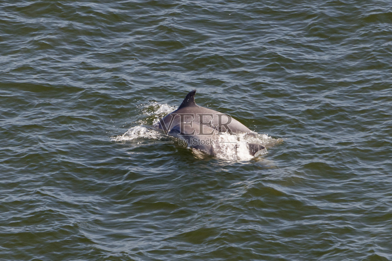 海豚照片摄影图片