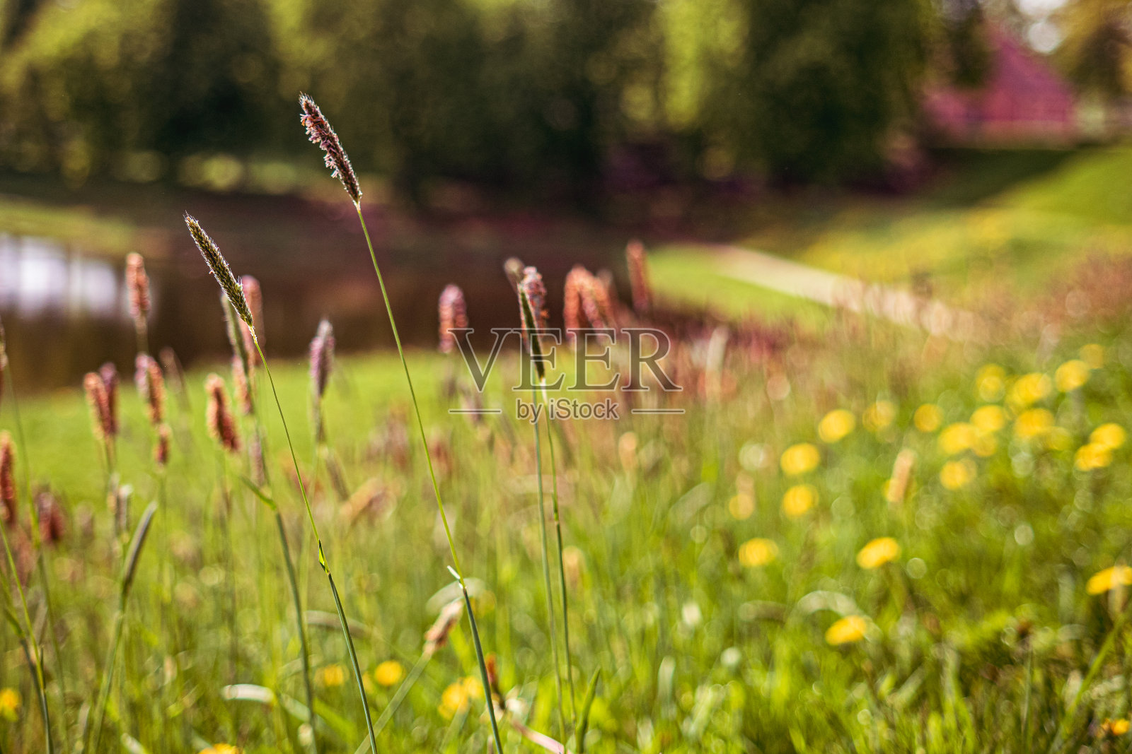 春天来了照片摄影图片