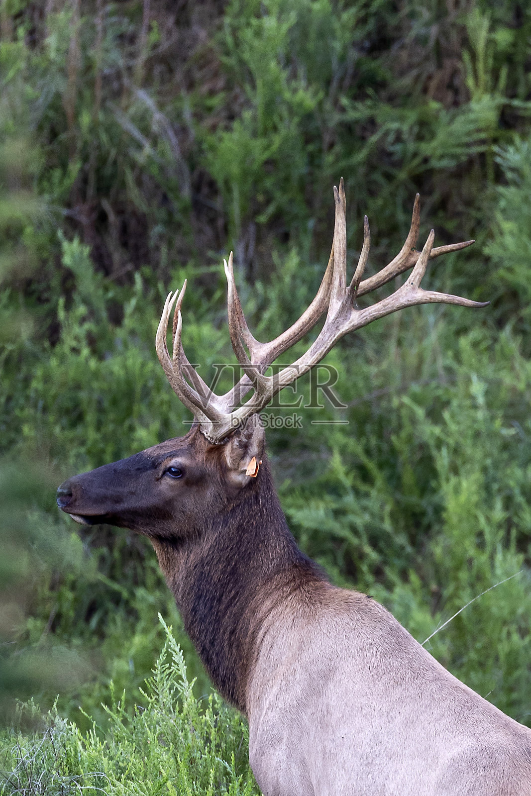 公牛每个照片摄影图片