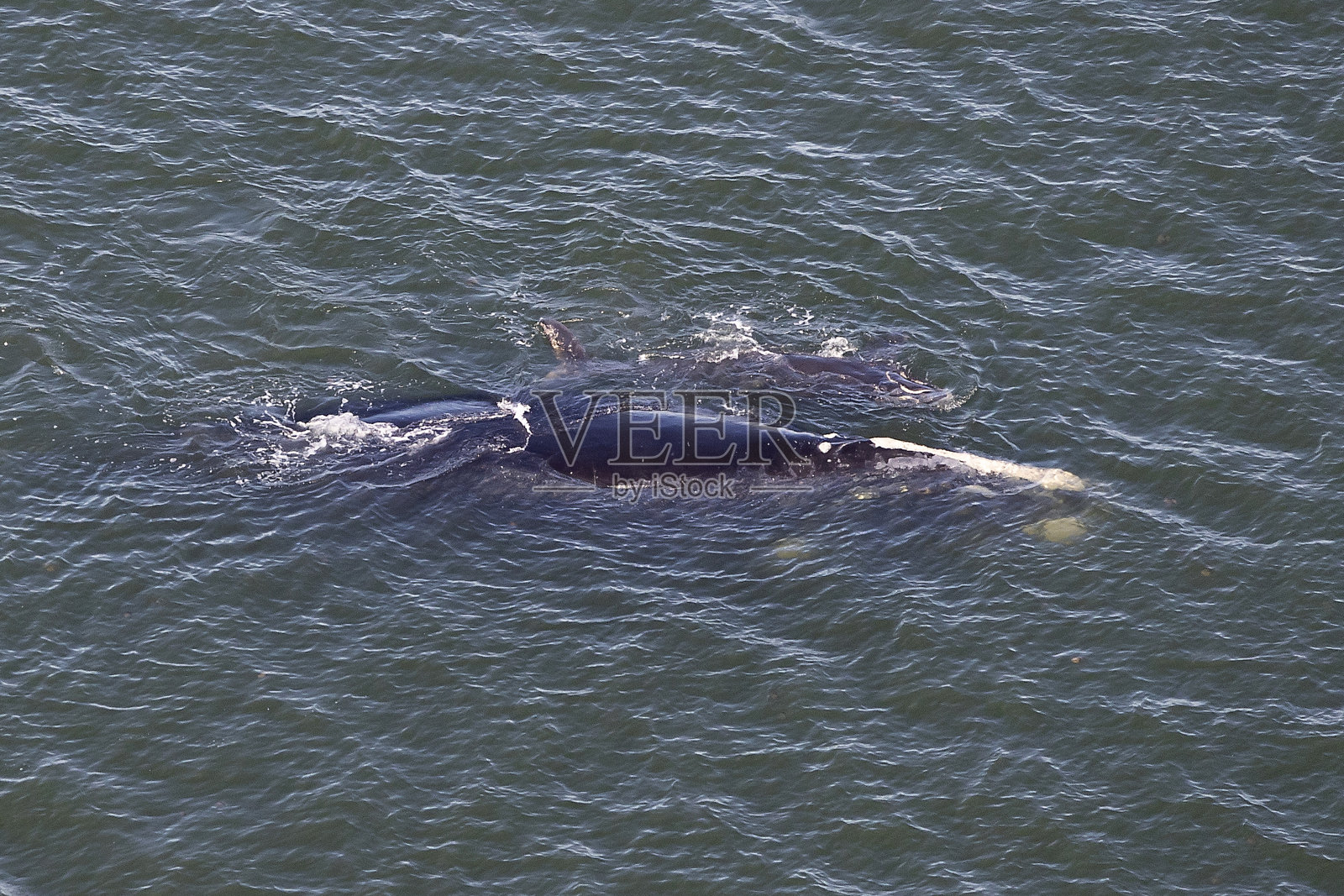 露脊鲸幼崽照片摄影图片