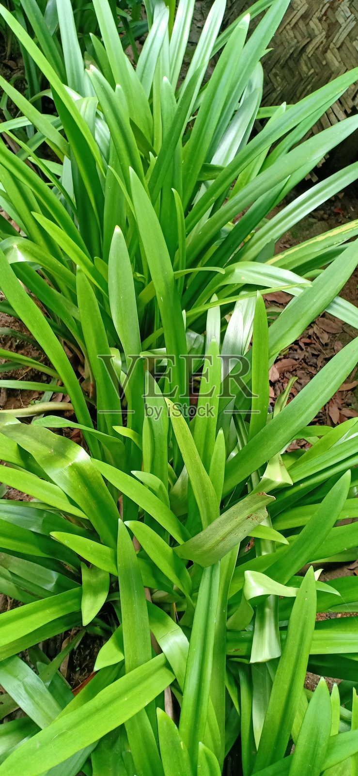 绿色的树叶照片摄影图片