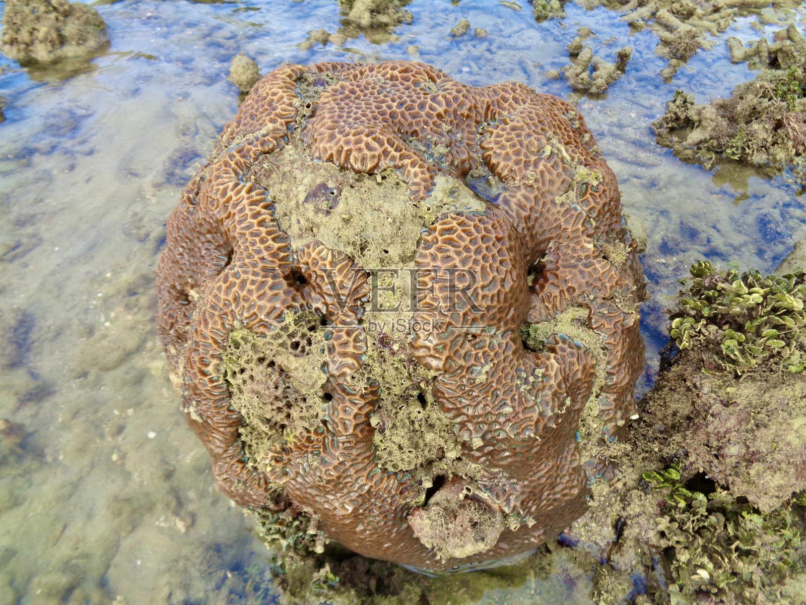 珊瑚是由小动物形成的，它们是刺胞动物门的珊瑚虫。这些珊瑚是海洋的，要么在大陆架上，要么在海洋岛屿周围。他们住在殖民地。照片摄影图片