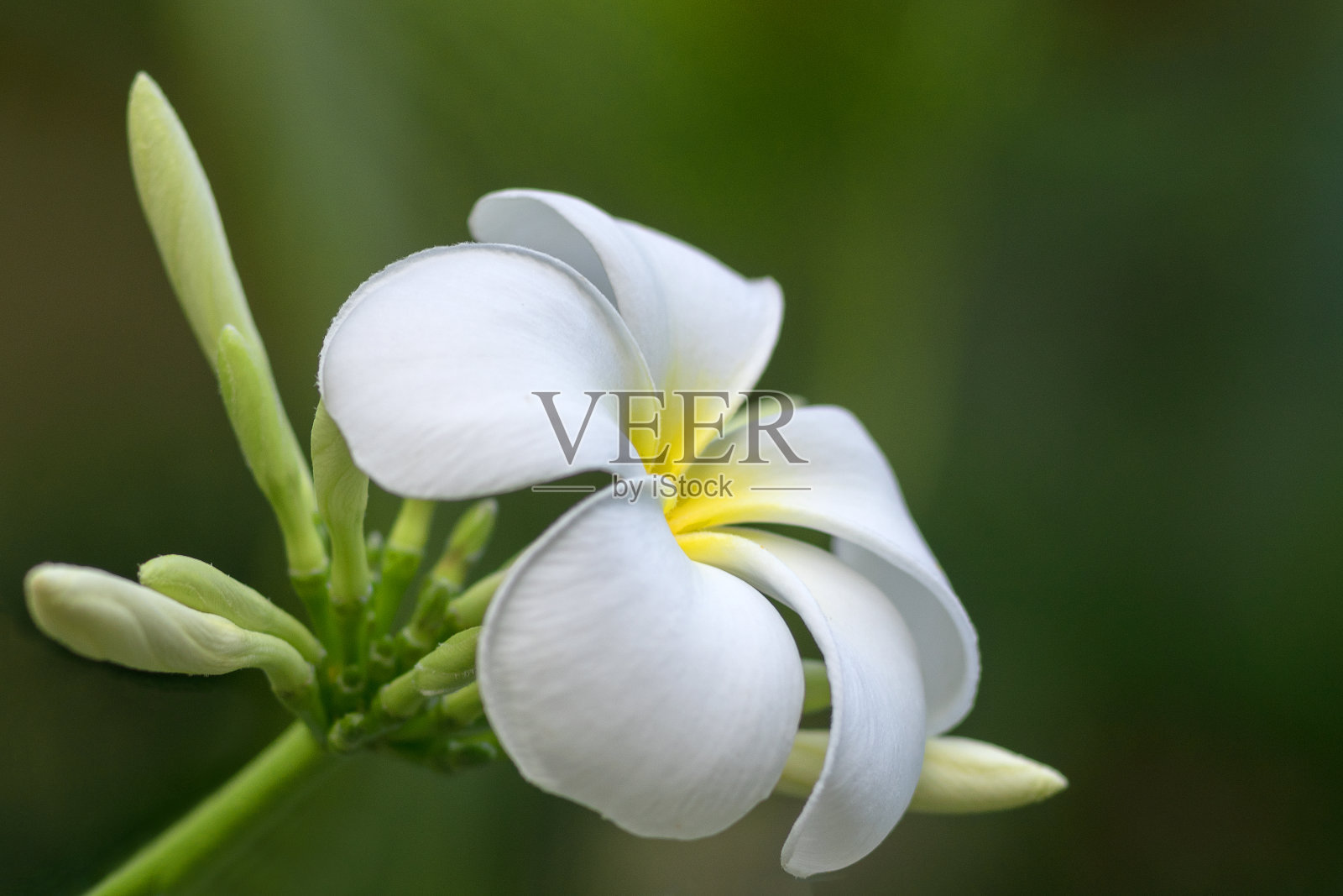 模糊的背景上的热带花白色鸡蛋花。软的焦点。照片摄影图片