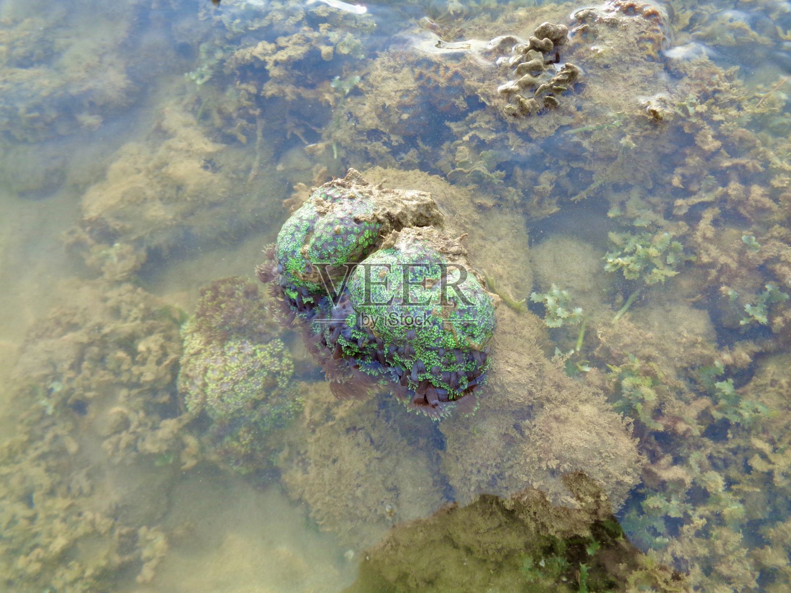 珊瑚是由小动物形成的，它们是刺胞动物门的珊瑚虫。这些珊瑚是海洋的，要么在大陆架上，要么在海洋岛屿周围。他们住在殖民地。照片摄影图片