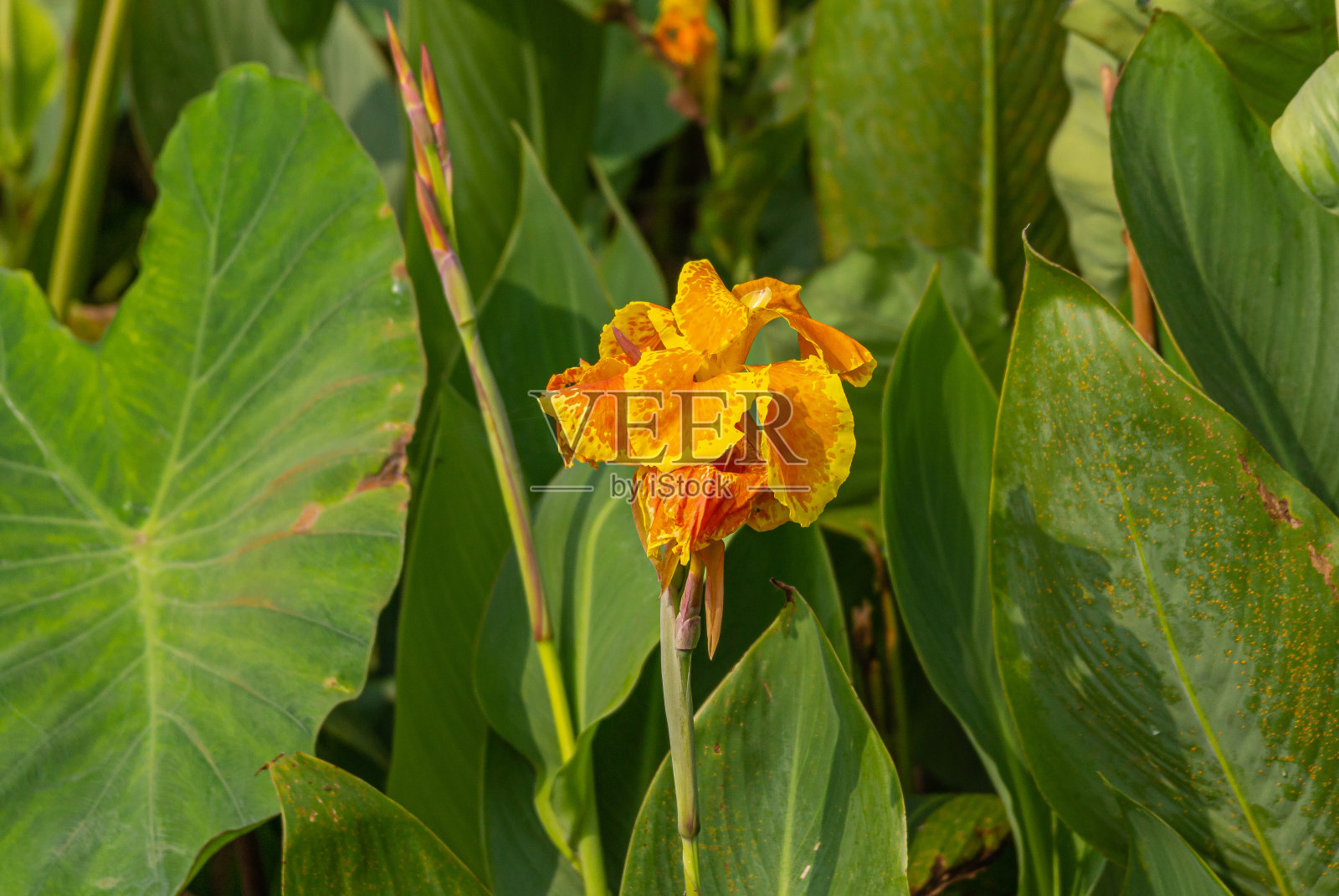 印度卡纳塔克邦Bullapur路边的野生美人蕉照片摄影图片