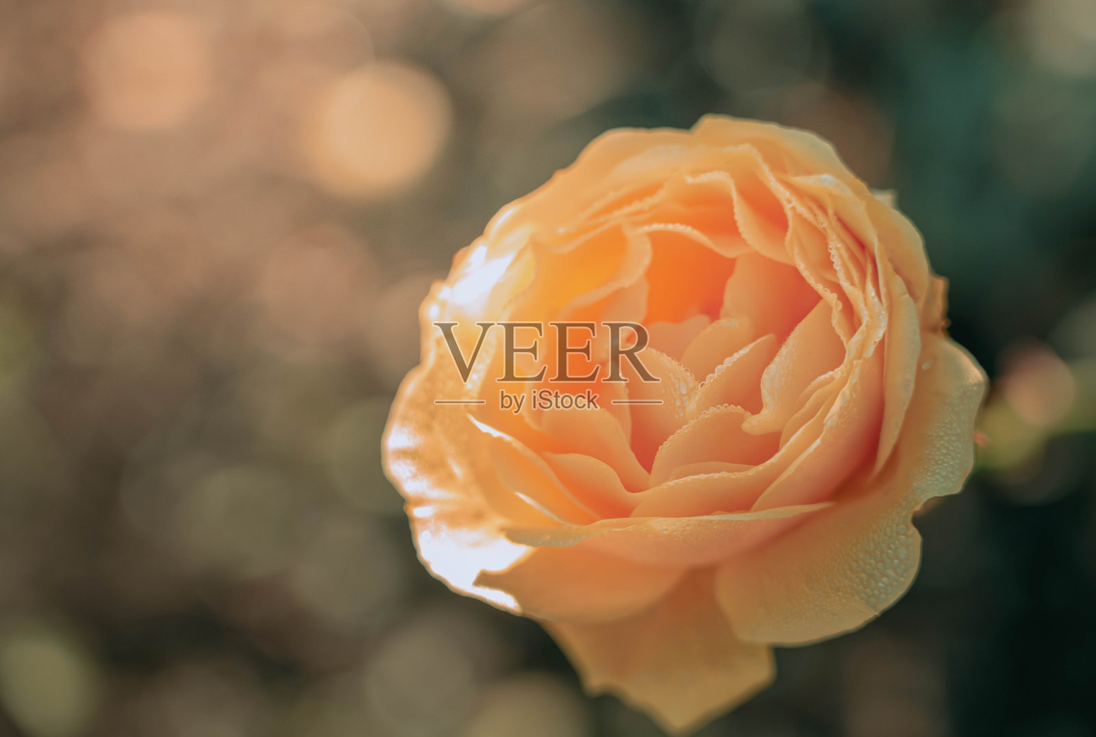 Beautiful Rose on Vintage style;自然背景照片摄影图片