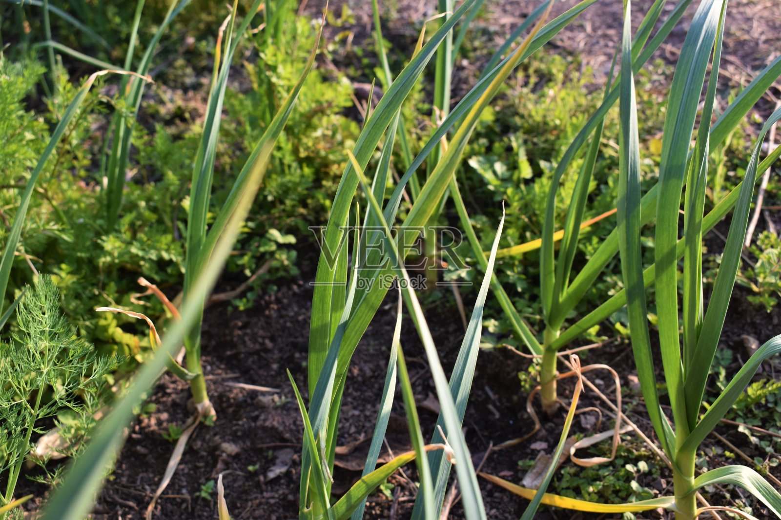 印度蔬菜园内的有机大蒜种植园照片摄影图片