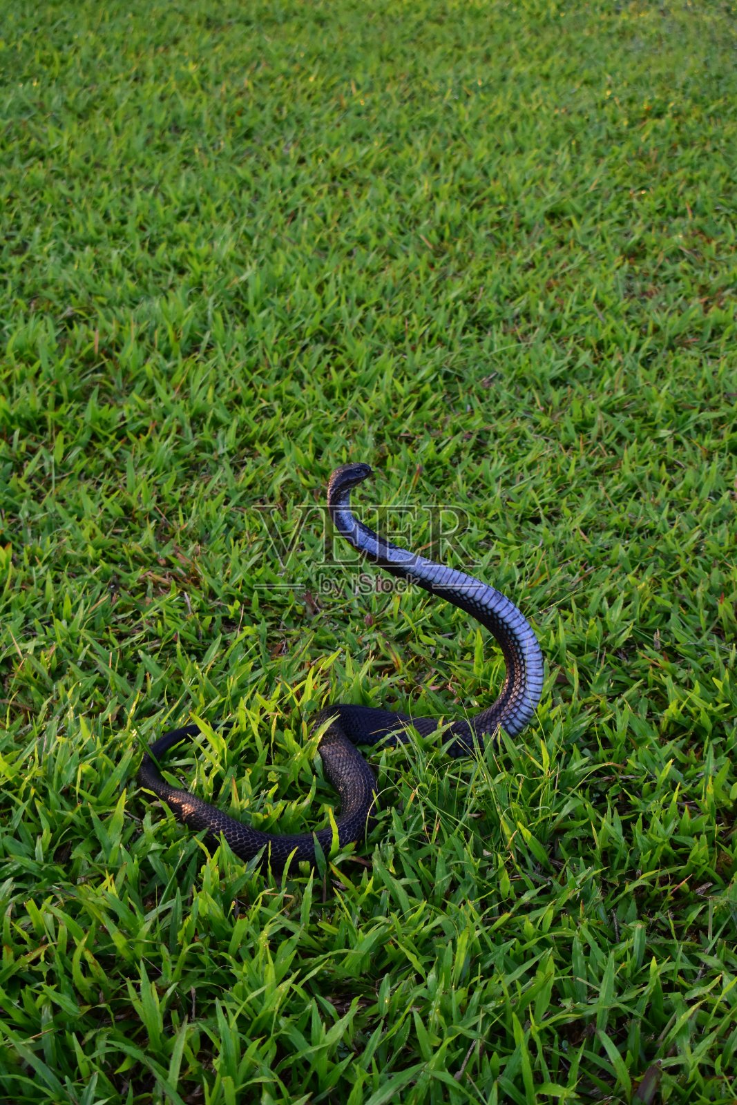 暹罗吐眼镜蛇，印度支那吐眼镜蛇，暹罗吐眼镜蛇。照片摄影图片