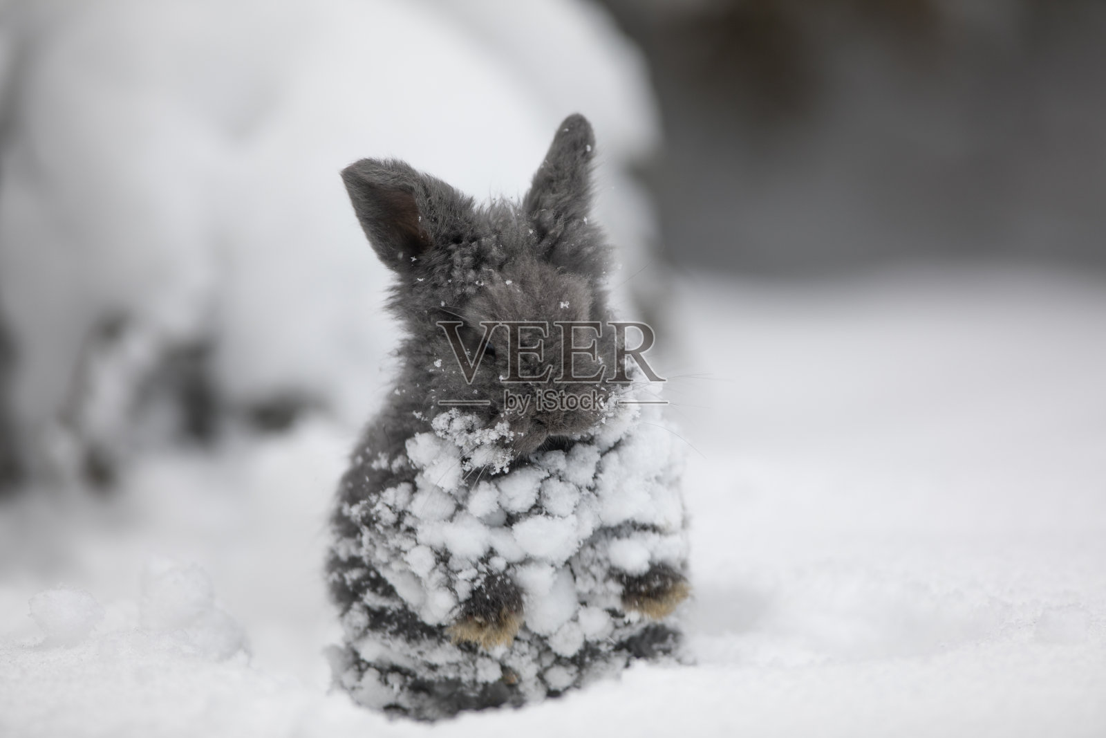 灰野兔在冬天的森林里照片摄影图片
