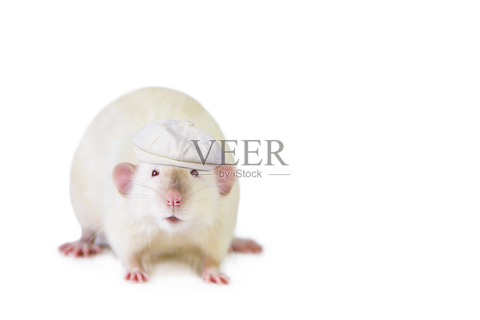 有趣可爱的老鼠看起来很有趣照片摄影图片