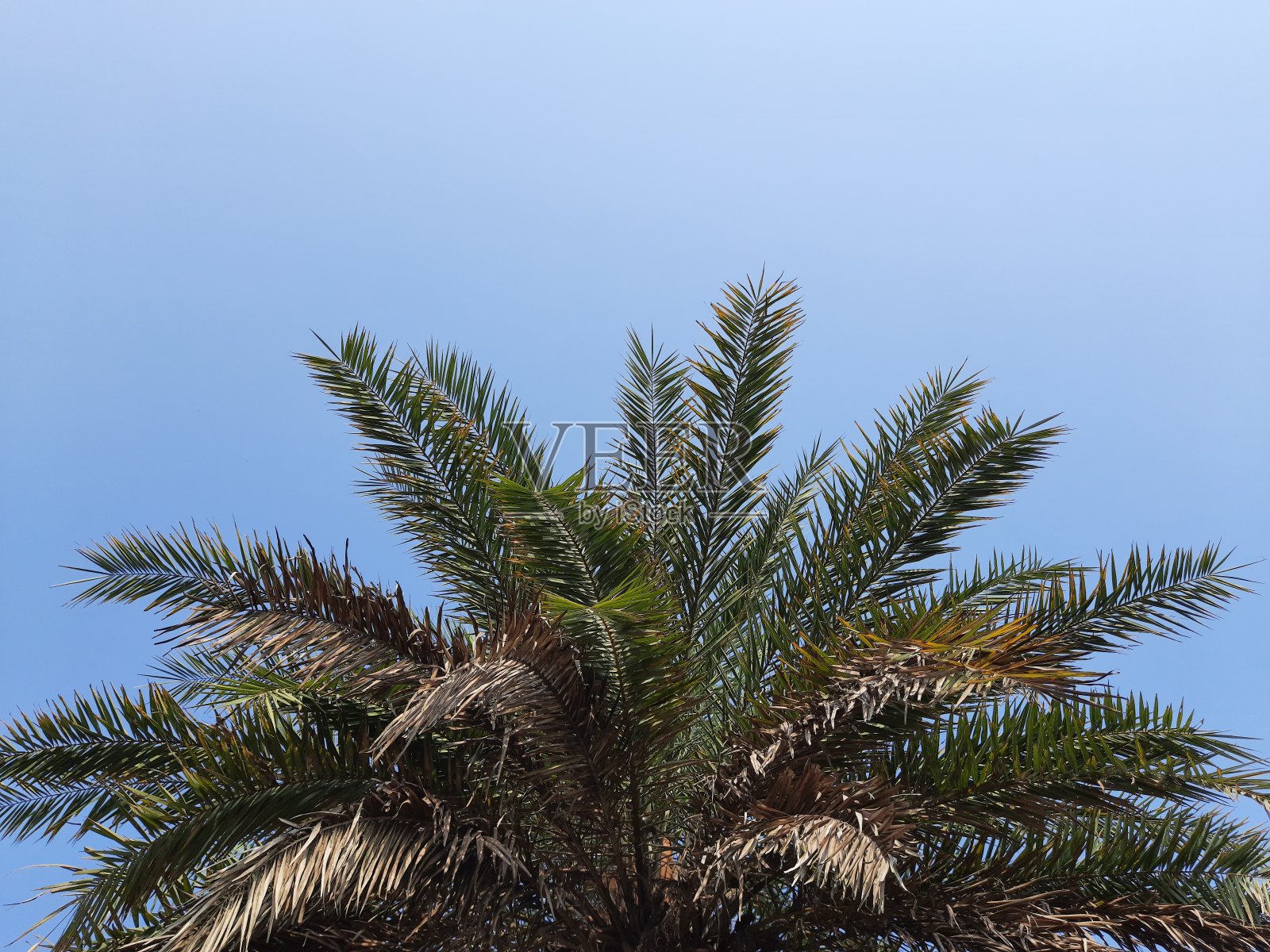 田野里的银枣棕榈树。照片摄影图片