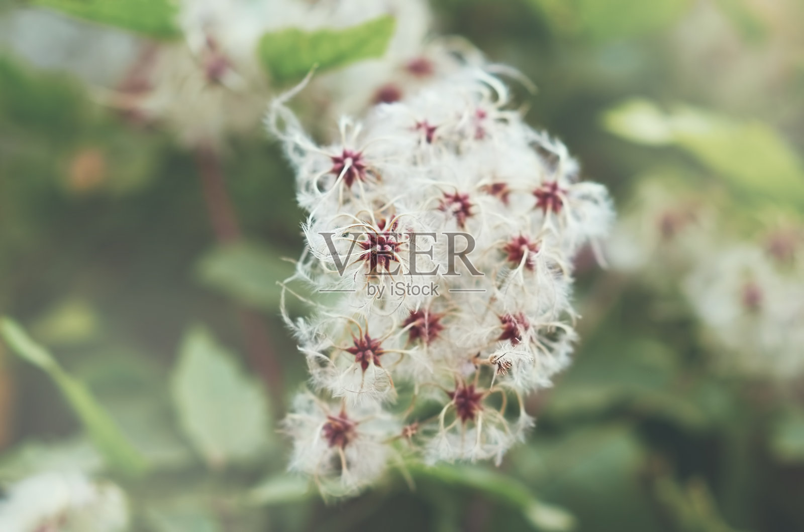 野花在散焦背景选择焦点照片摄影图片