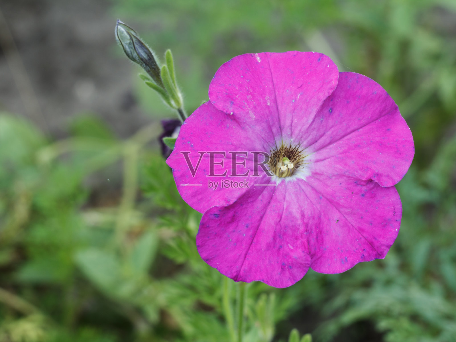 夏季背景与矮牵牛花在阳光下。照片摄影图片