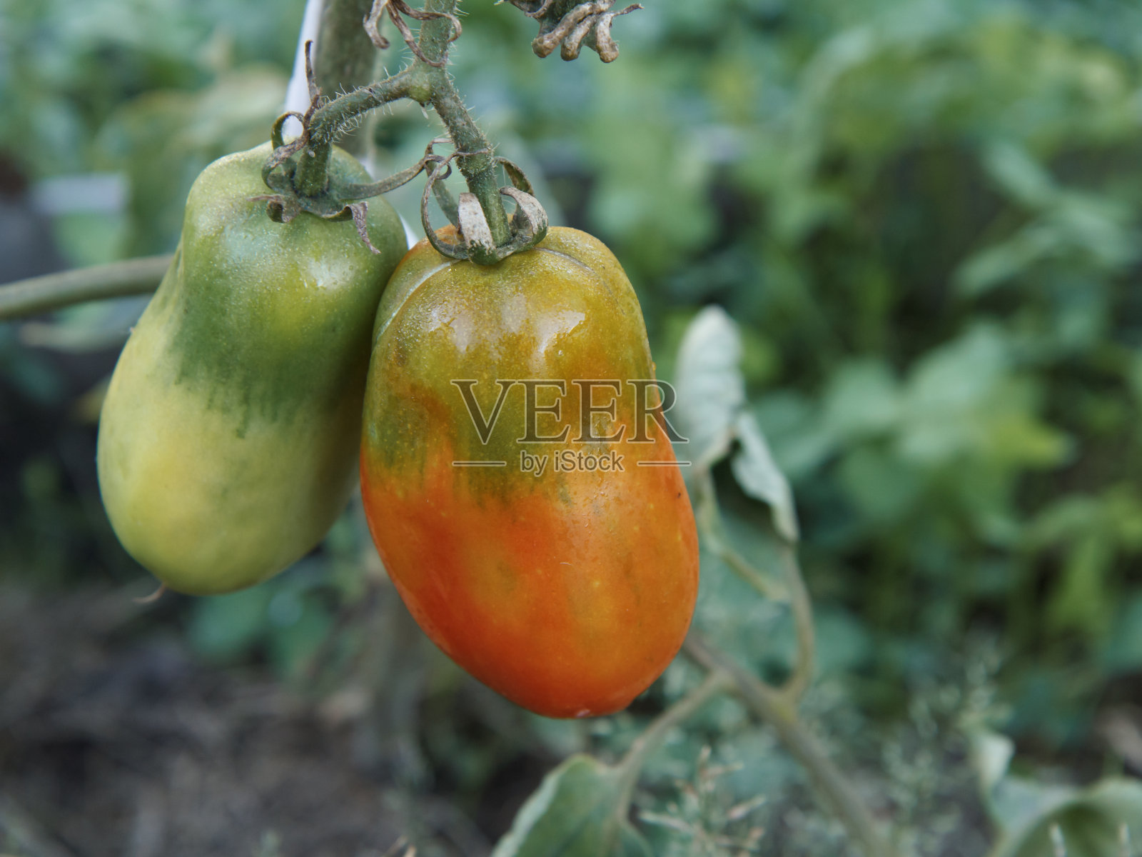 花园里的灌木上长着成熟和未成熟的西红柿照片摄影图片