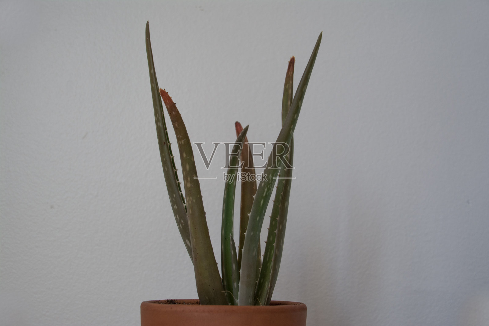 芦荟室内室内植物照片摄影图片