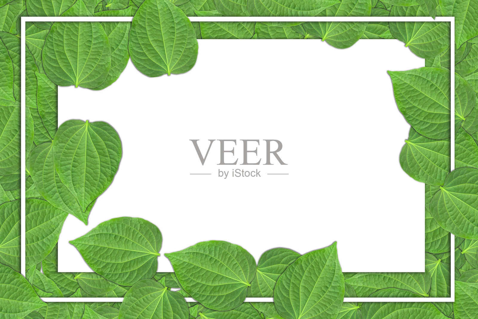 框架空白白纸与留风笛。野槟榔属植物平铺与拷贝空间。纸海报自然绿叶。食物为健康的理念。照片摄影图片