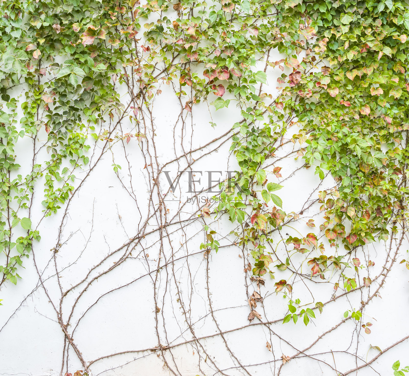 在白色上孤立的常青藤叶子照片摄影图片