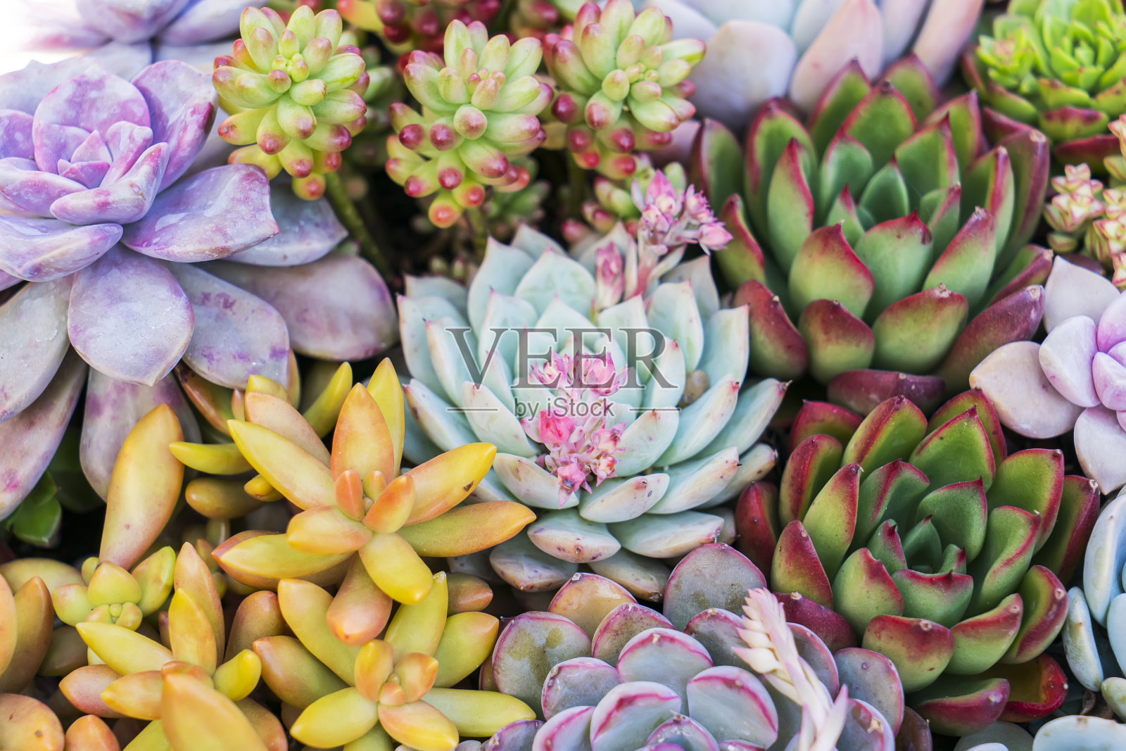 微型多汁植物照片摄影图片