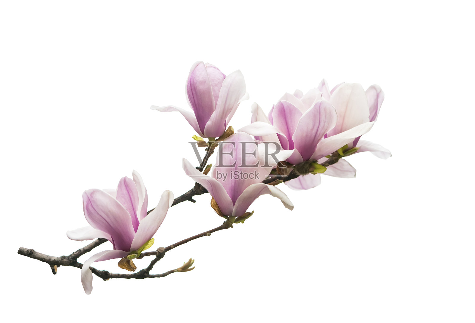 白玉兰花孤立在白色上照片摄影图片