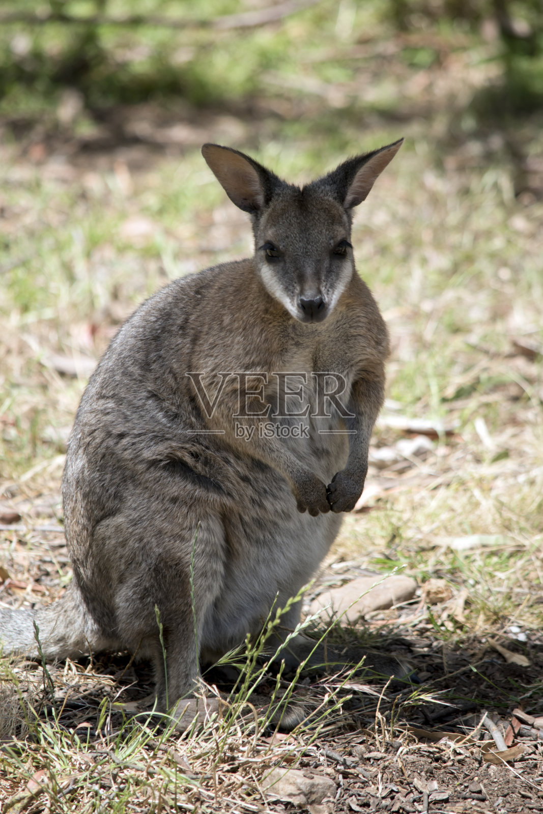 红脖子的小袋鼠用后腿站立照片摄影图片