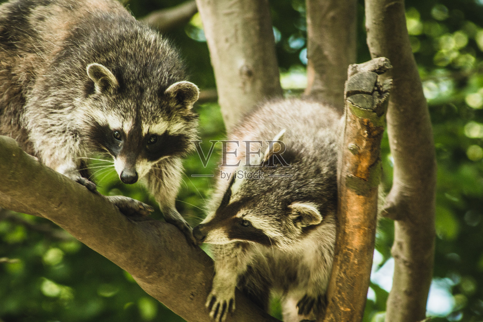野生动物园里的浣熊照片摄影图片