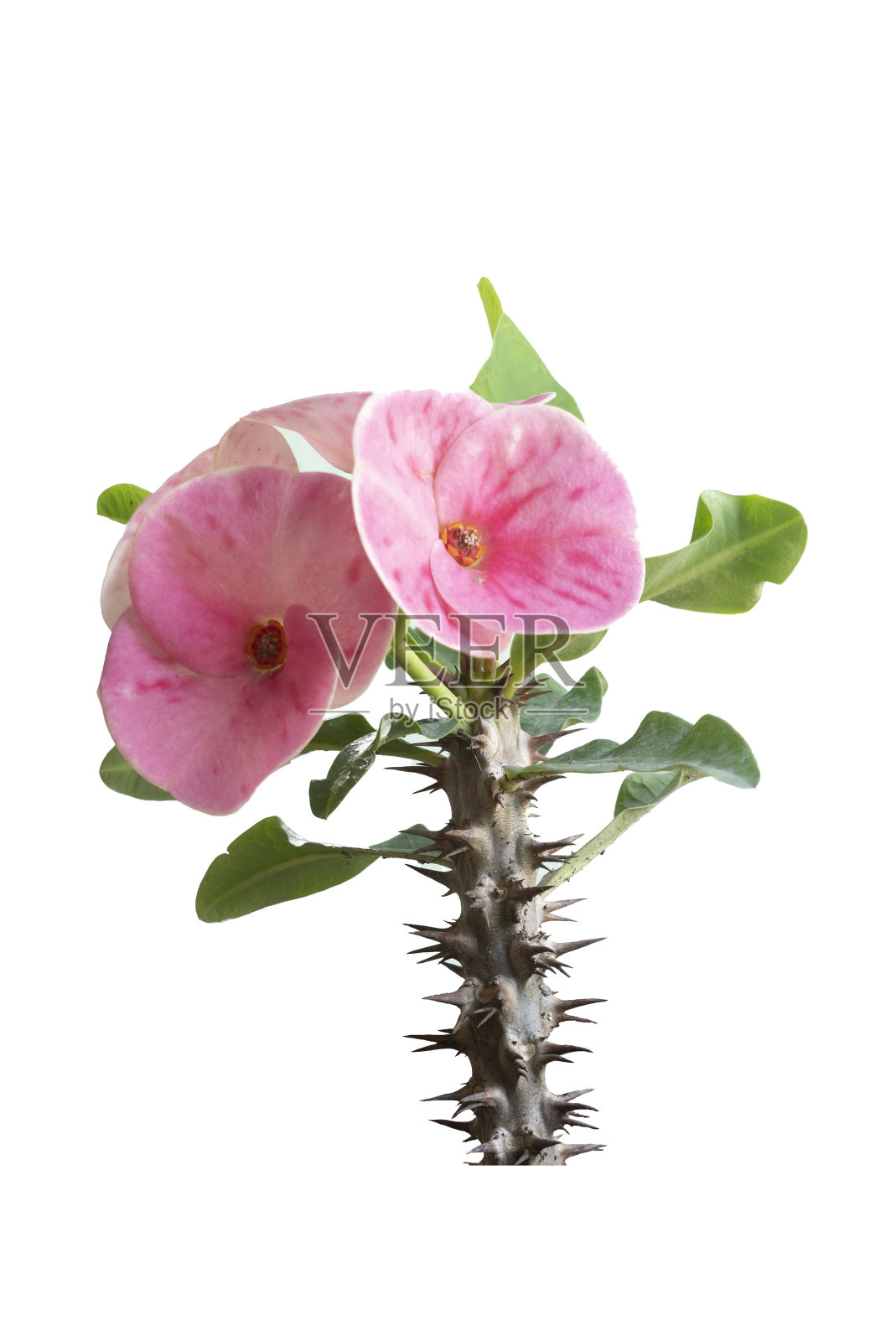 贝仙花，贝仙花孤立在白色背景与复制空间剪辑路径。照片摄影图片