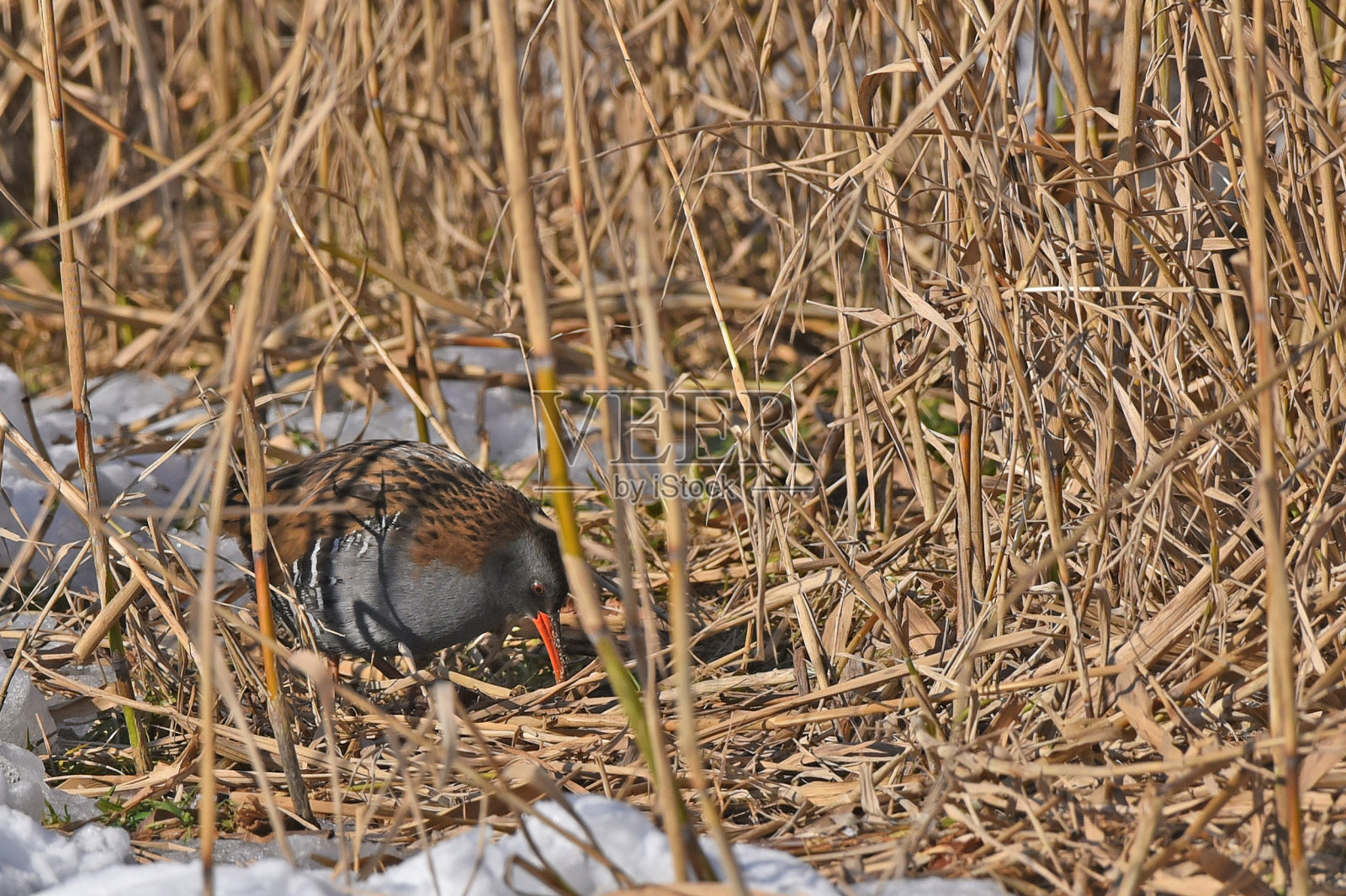 水栏杆(Rallus aquaticus)寻找食物沿芦苇床的边缘照片摄影图片