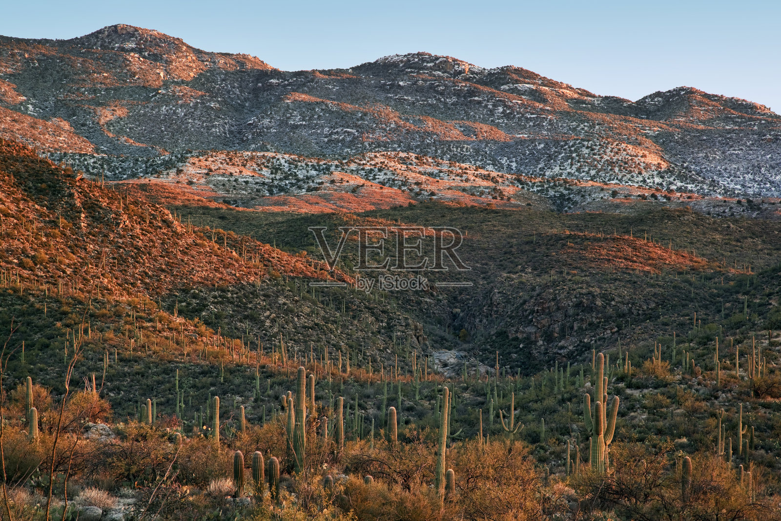 撒瓜罗国家公园日落照片摄影图片