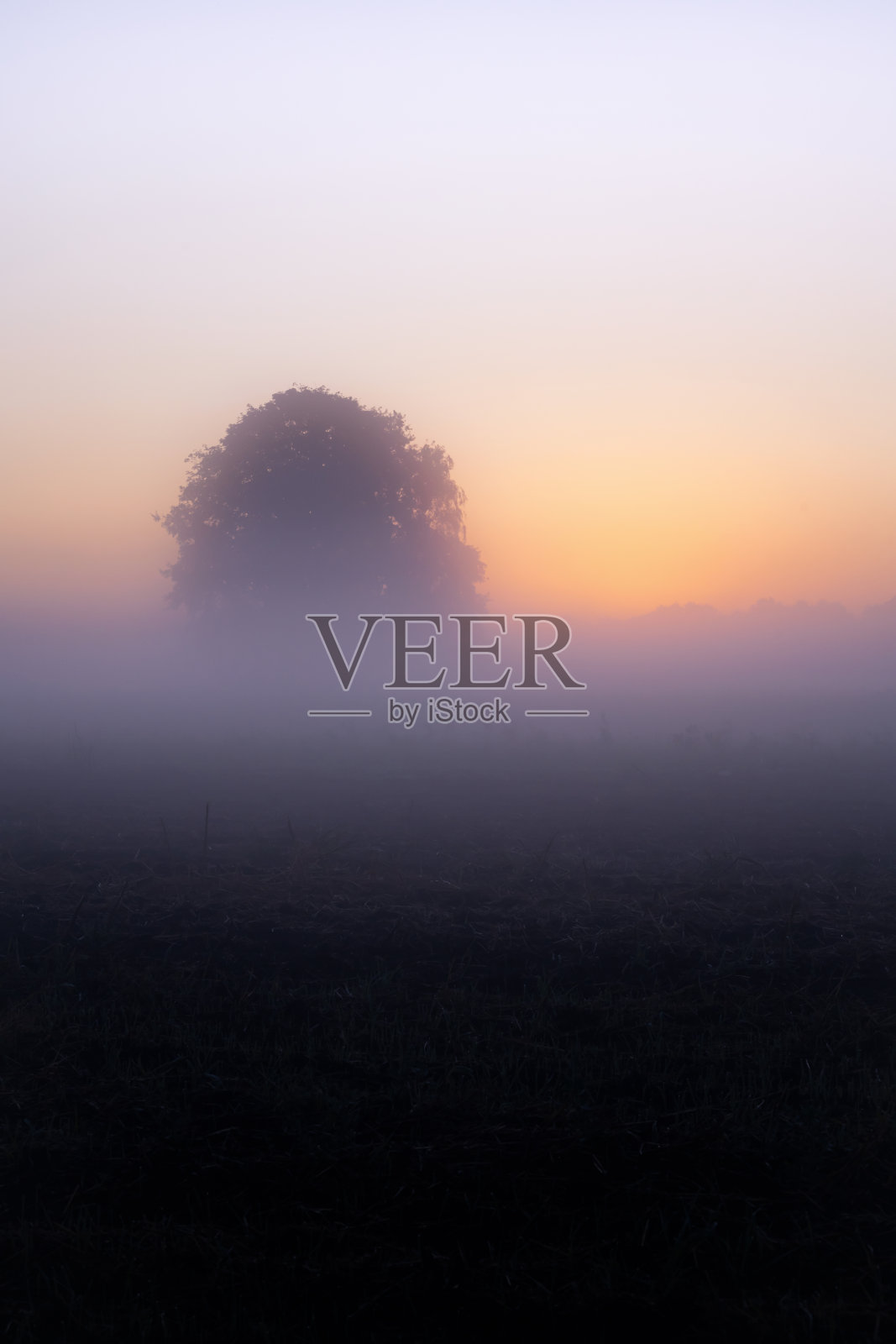 田野上薄雾中孤独的树照片摄影图片