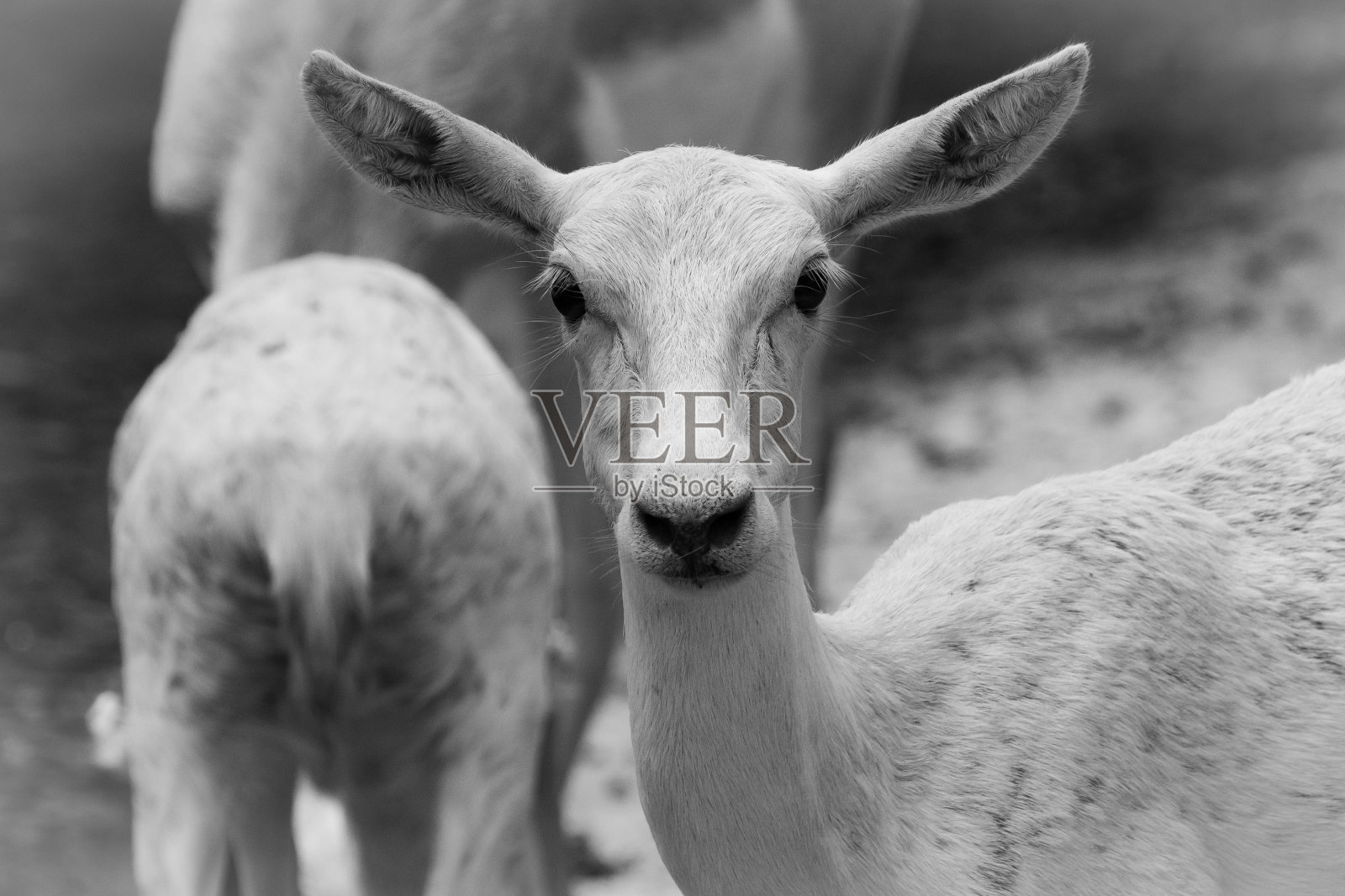 德希动物园-白鹿照片摄影图片