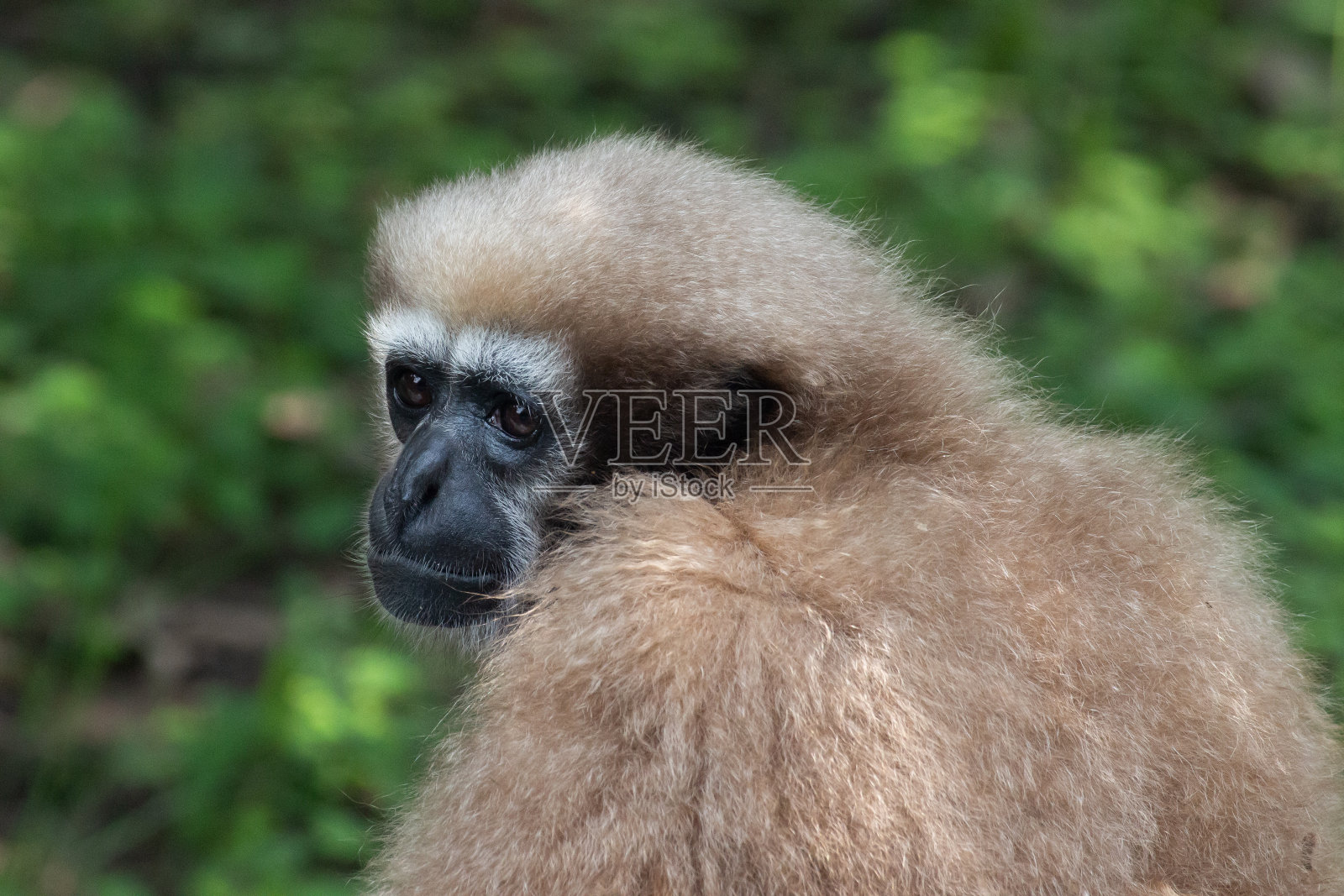 Dehi动物园- Hoolock Gibbon照片摄影图片