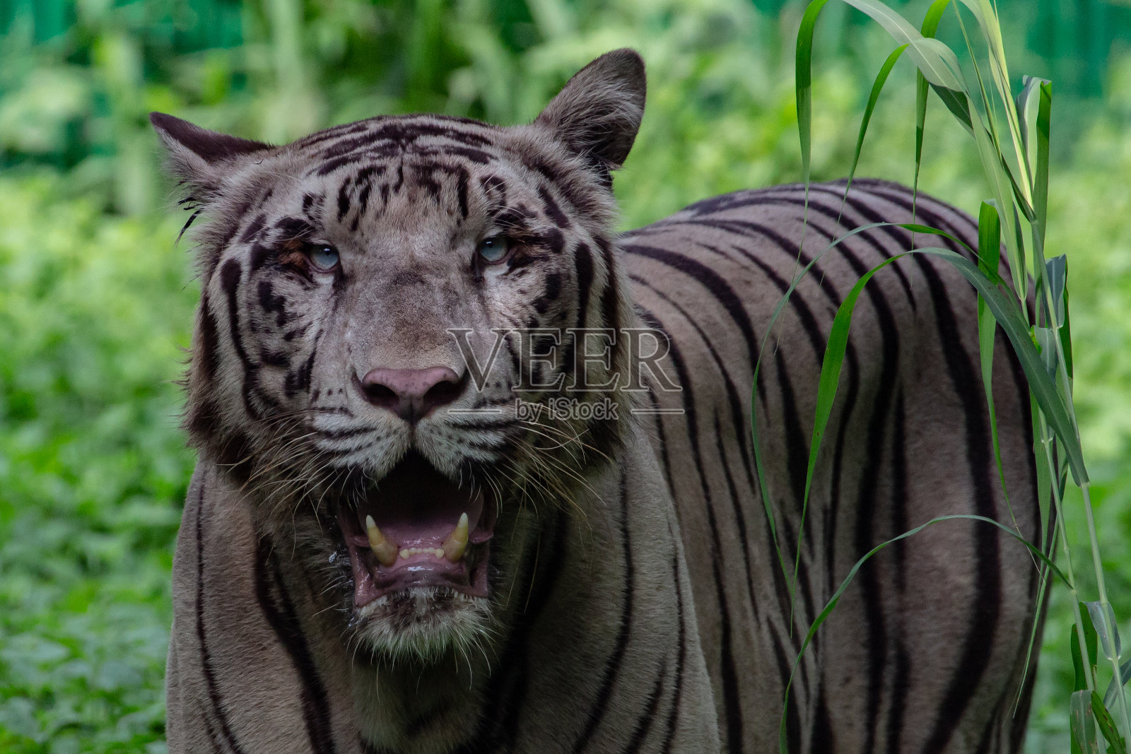 德海动物园照片摄影图片